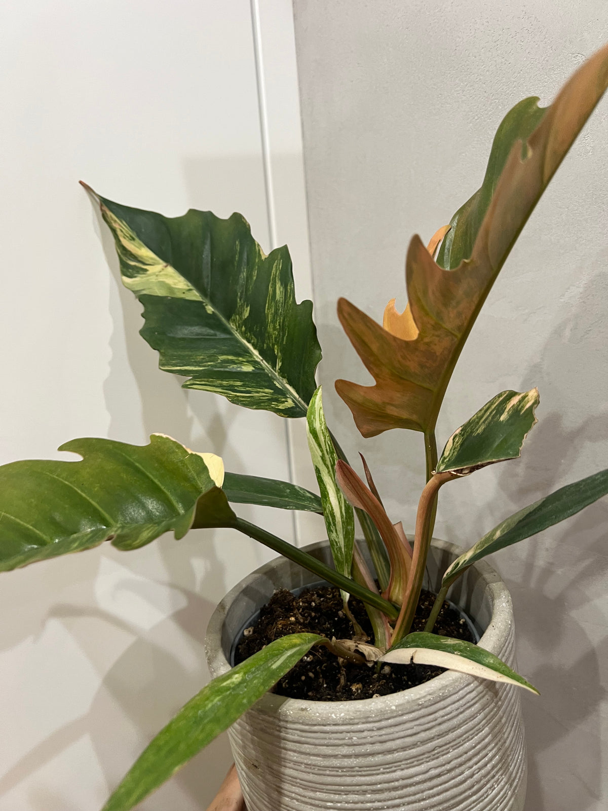 Philodendron caramel marble