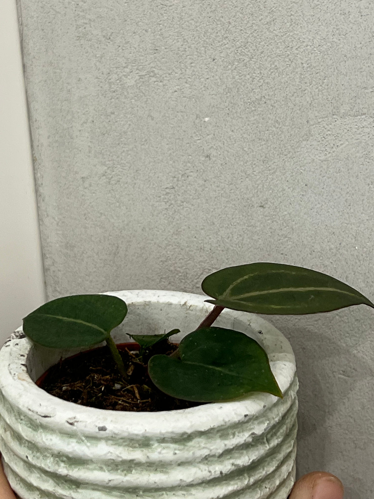 Anthurium Michelle x (Zara x Michelle)