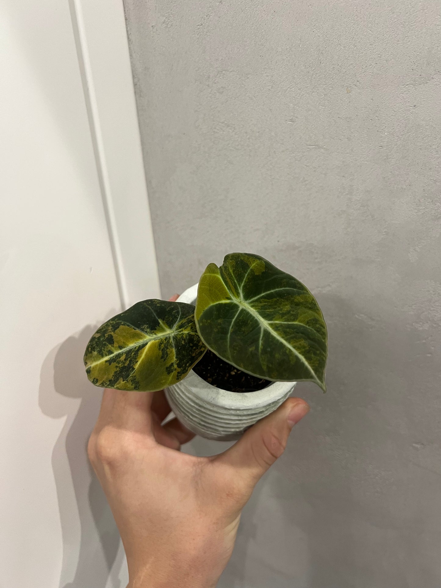 Alocasia black velvet gold