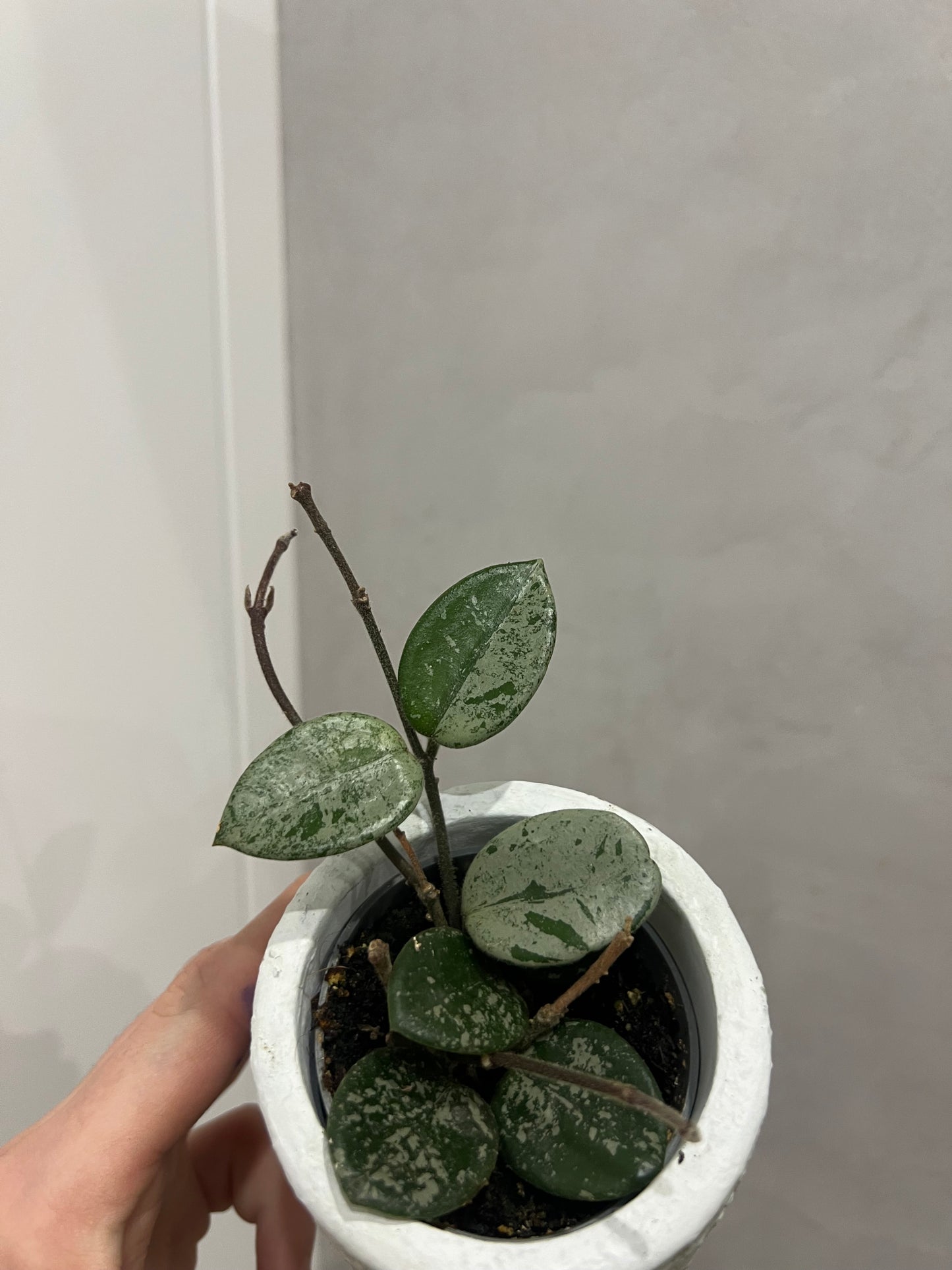 MINI Hoya mathilde splash