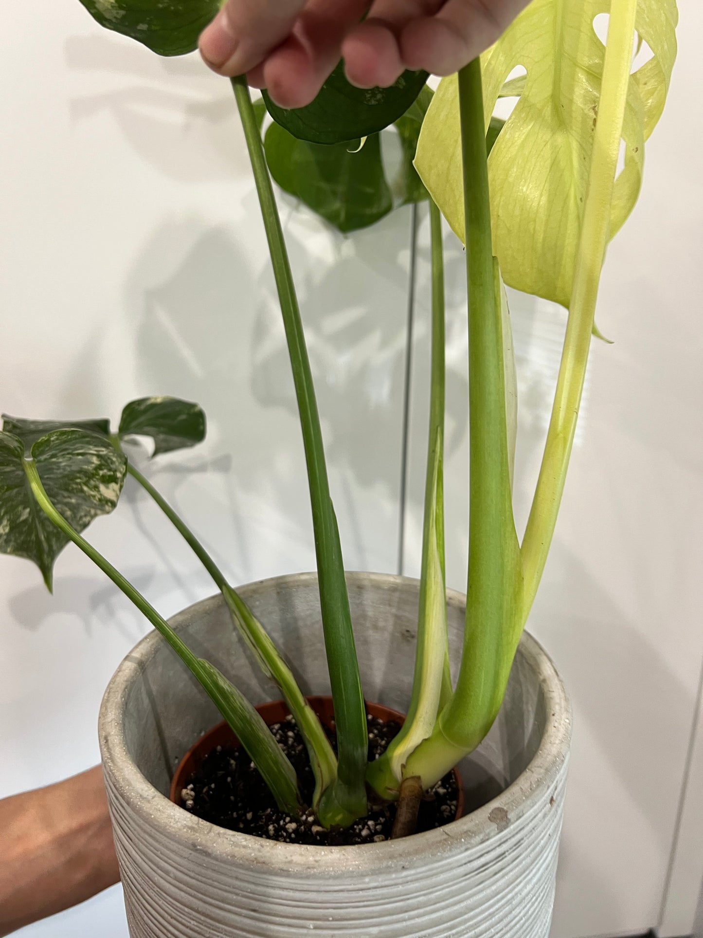 Monstera del… mint