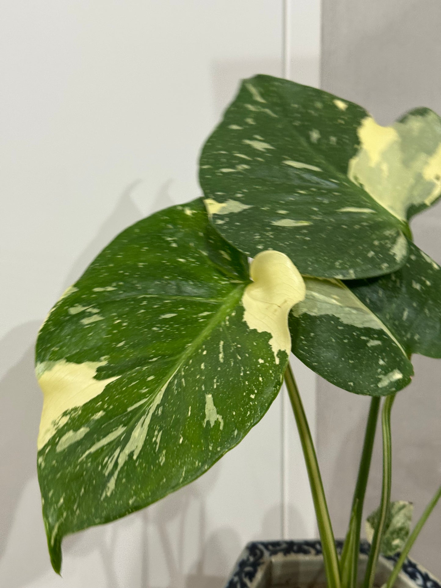Monstera thai