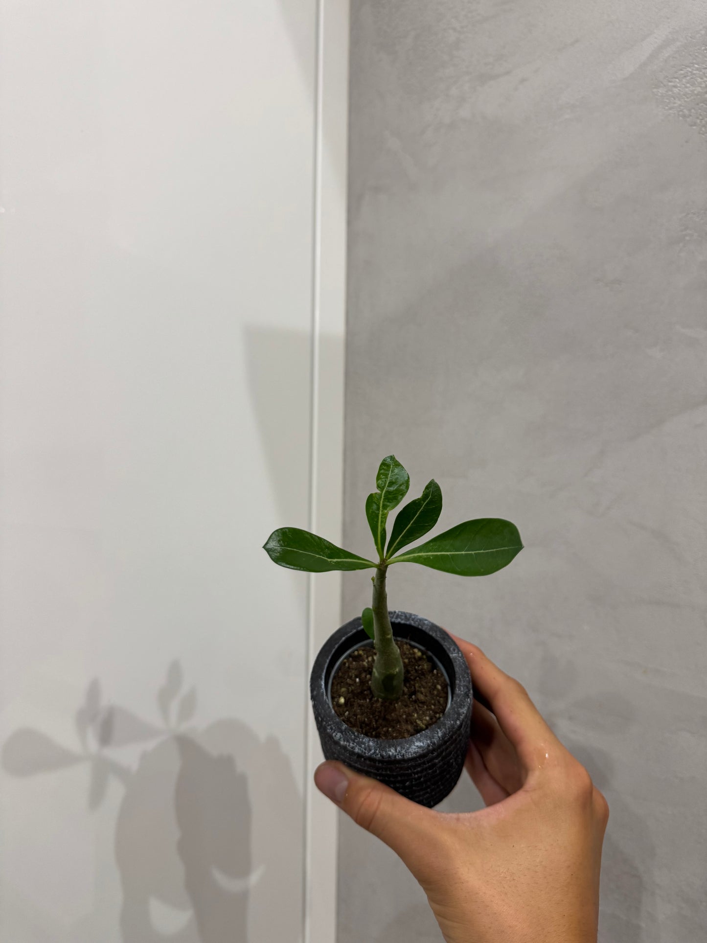 Adenium obesum