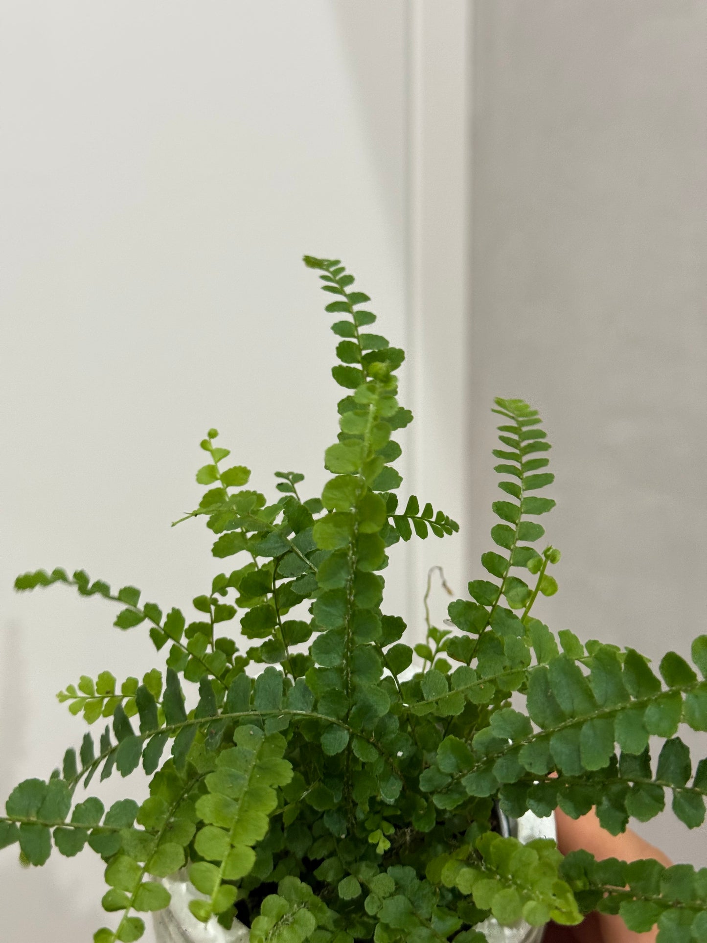 Nephrolepis duffy