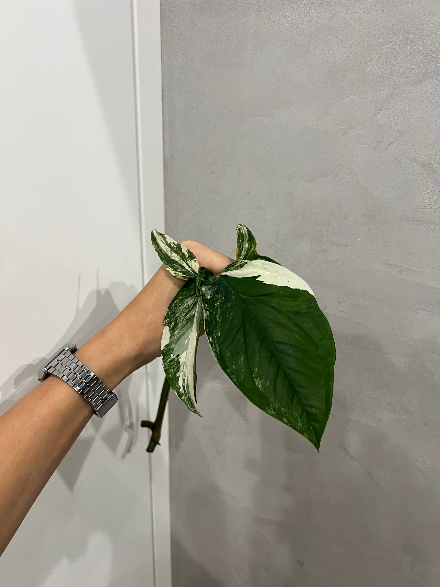 Syngonium albo