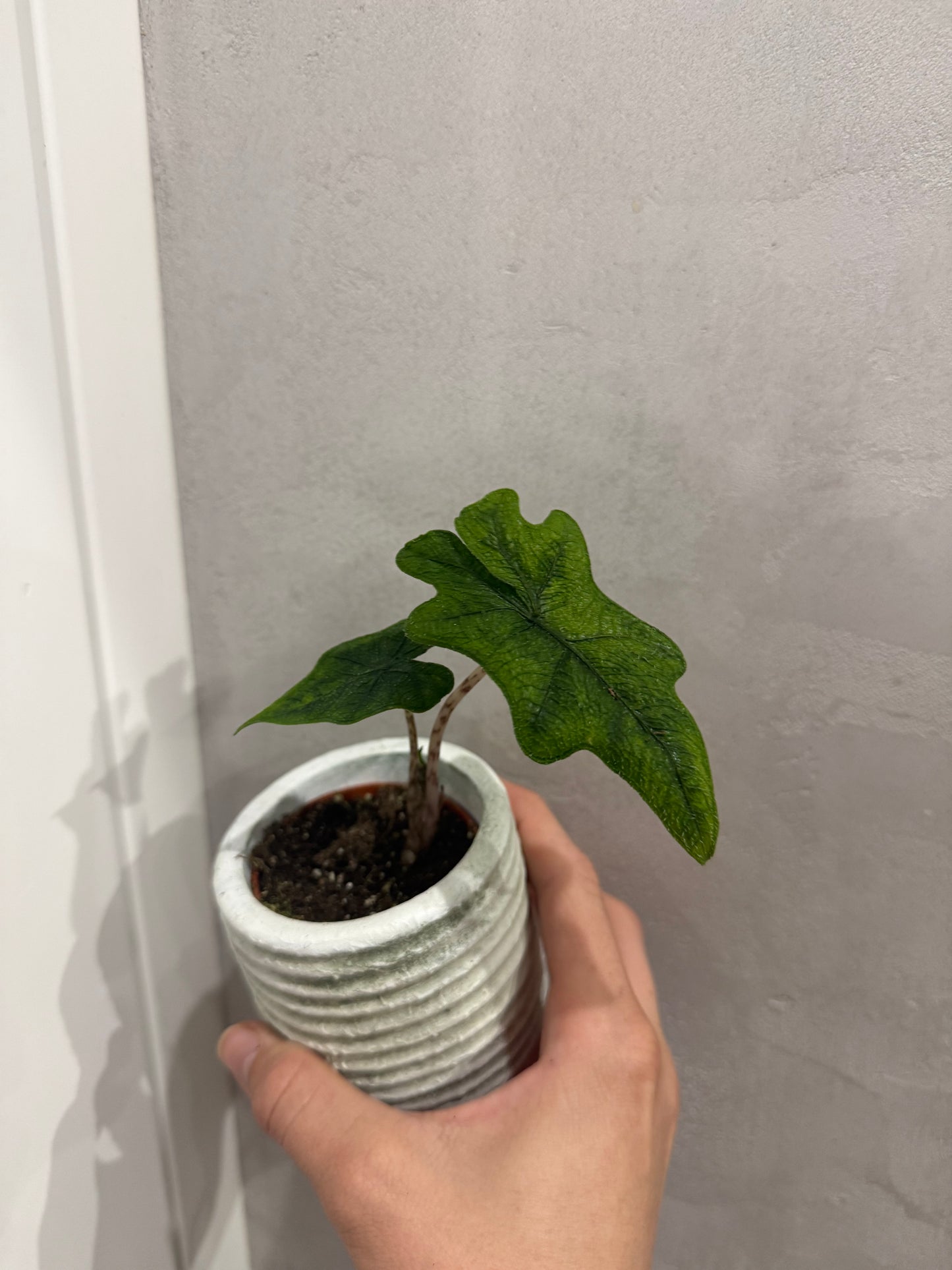 Alocasia jacklyn