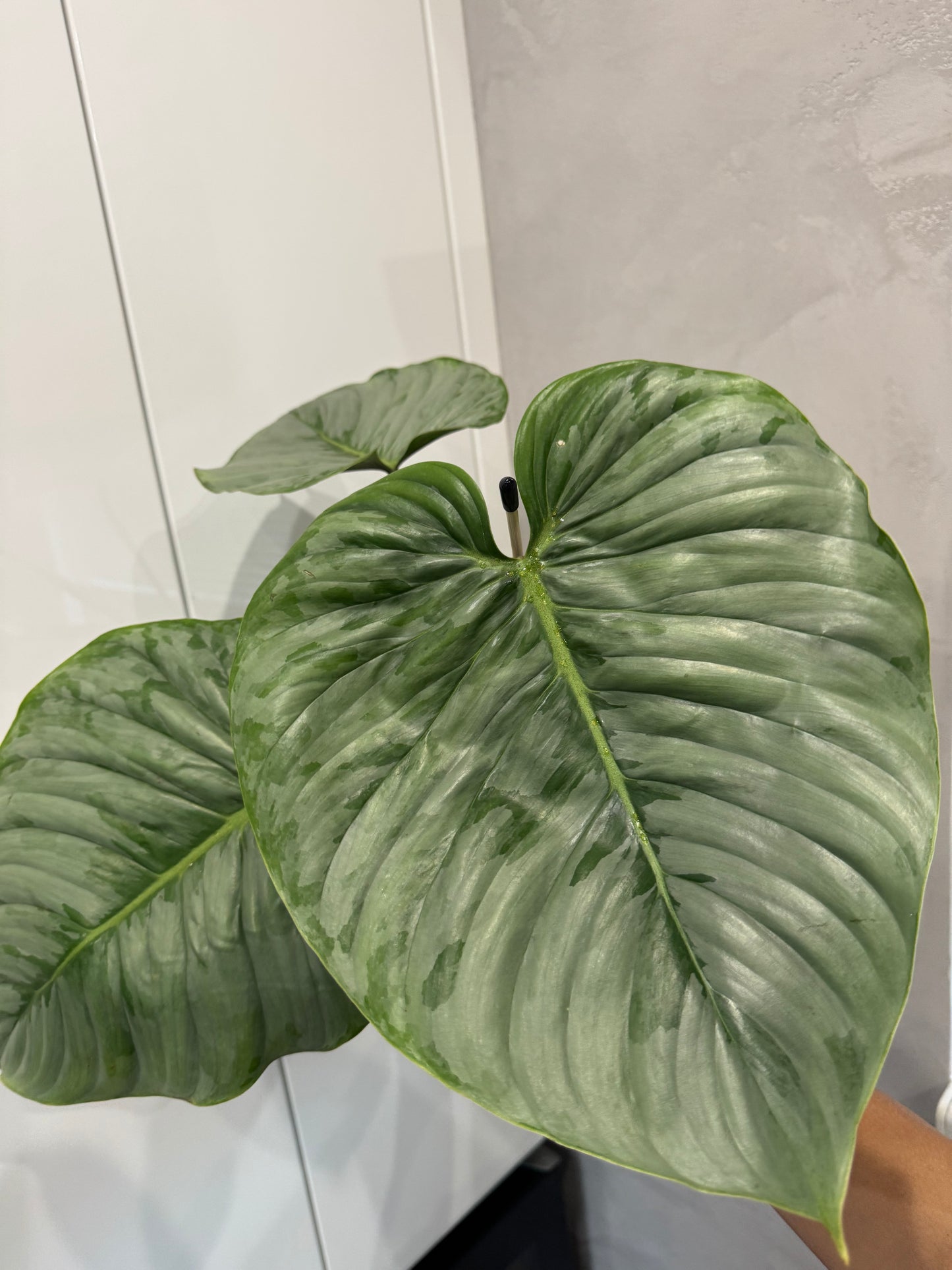 Philodendron sodiroi