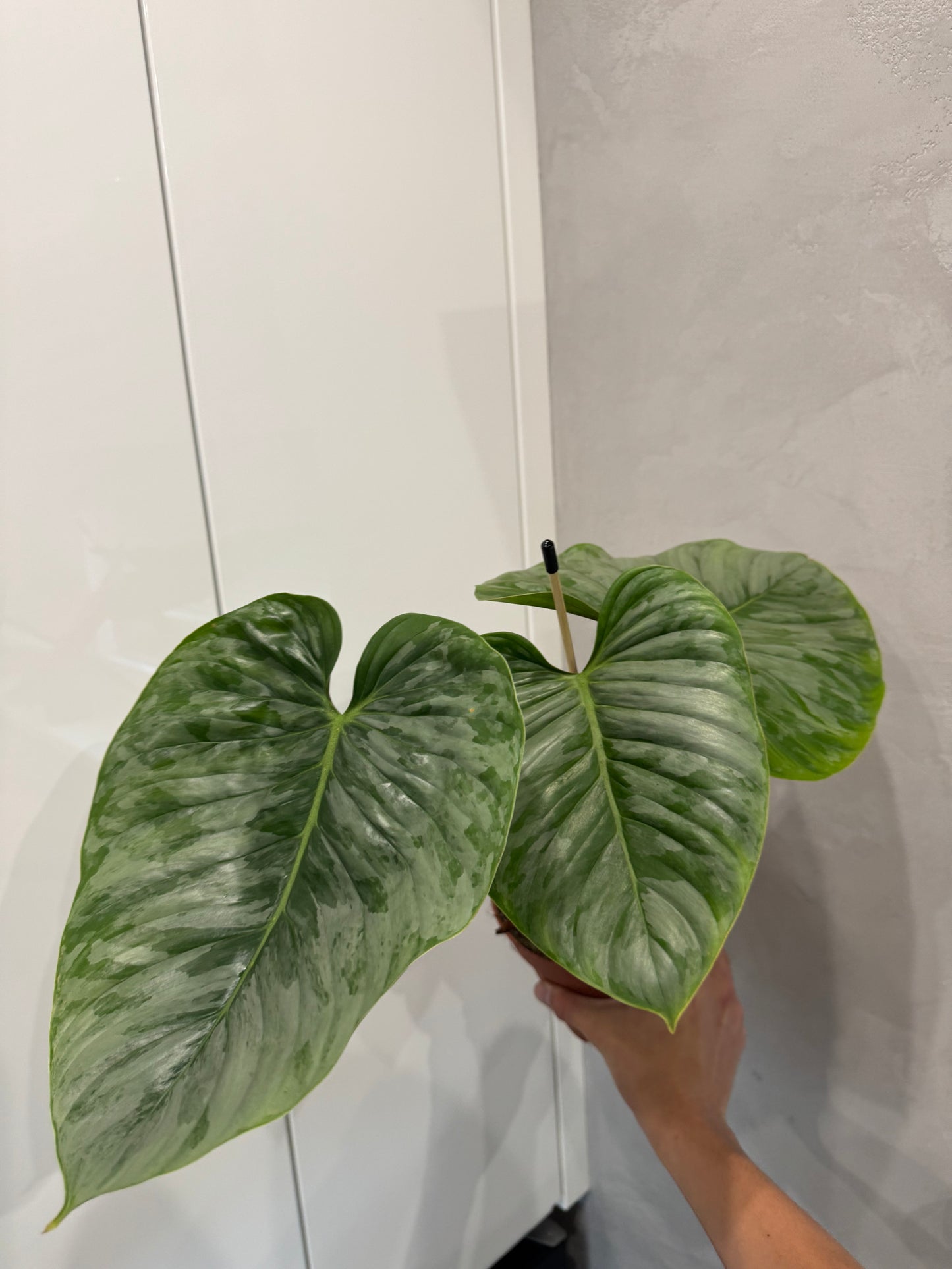 Philodendron sodiroi