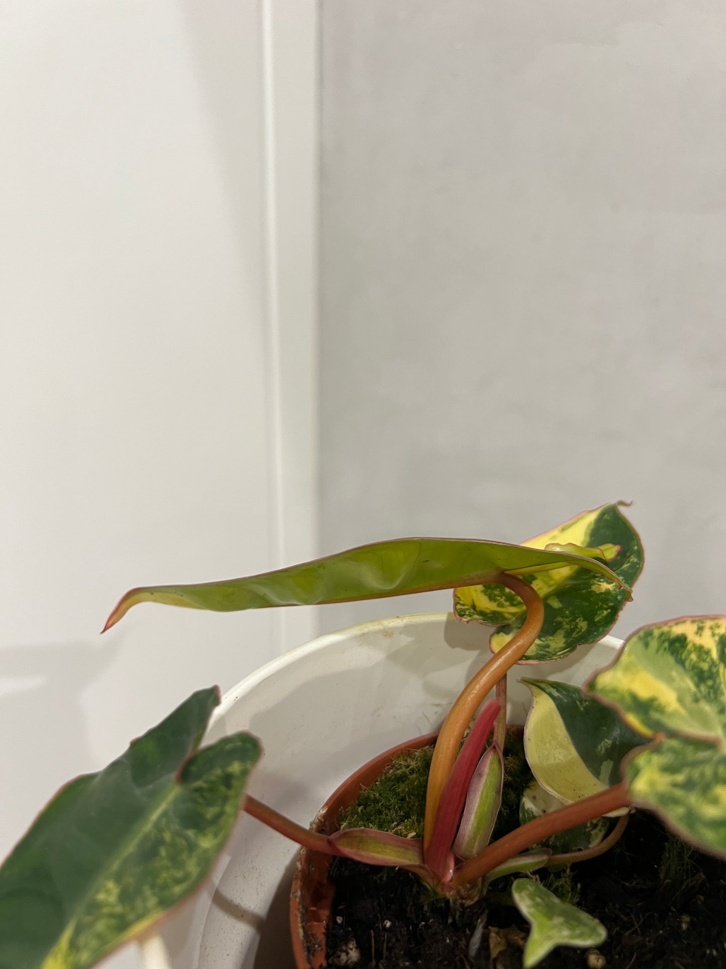 philodendron billietiae variegata