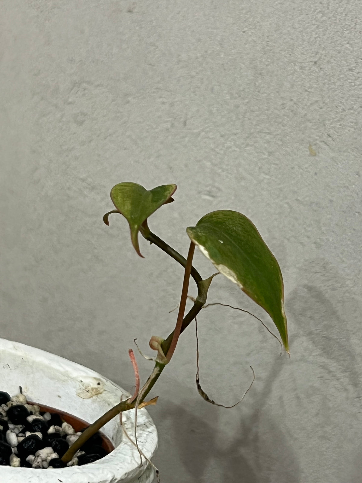 Philodendron micans mint variegated