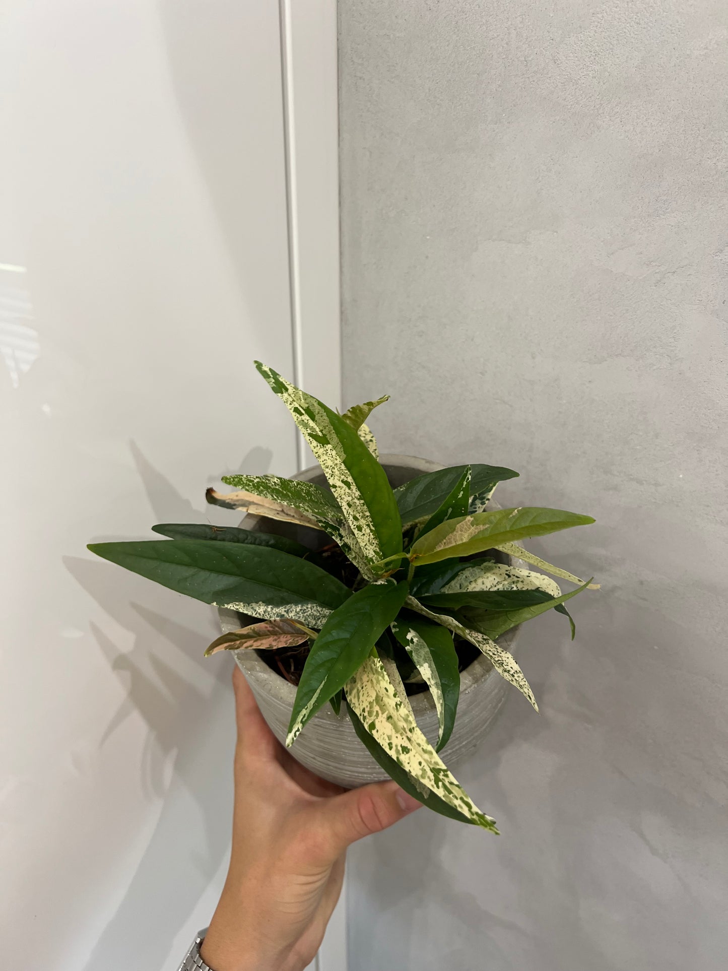 ficus sagittata pink variegata