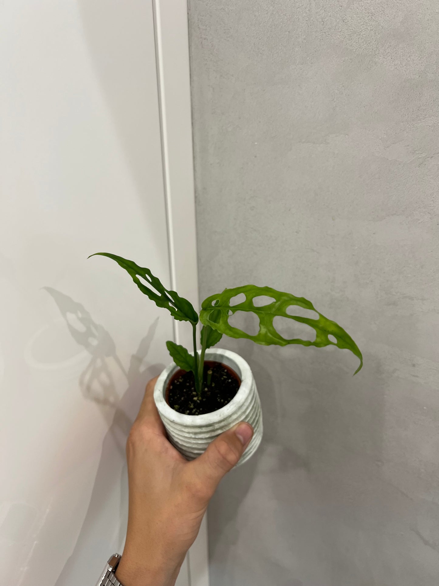 Monstera obliqua