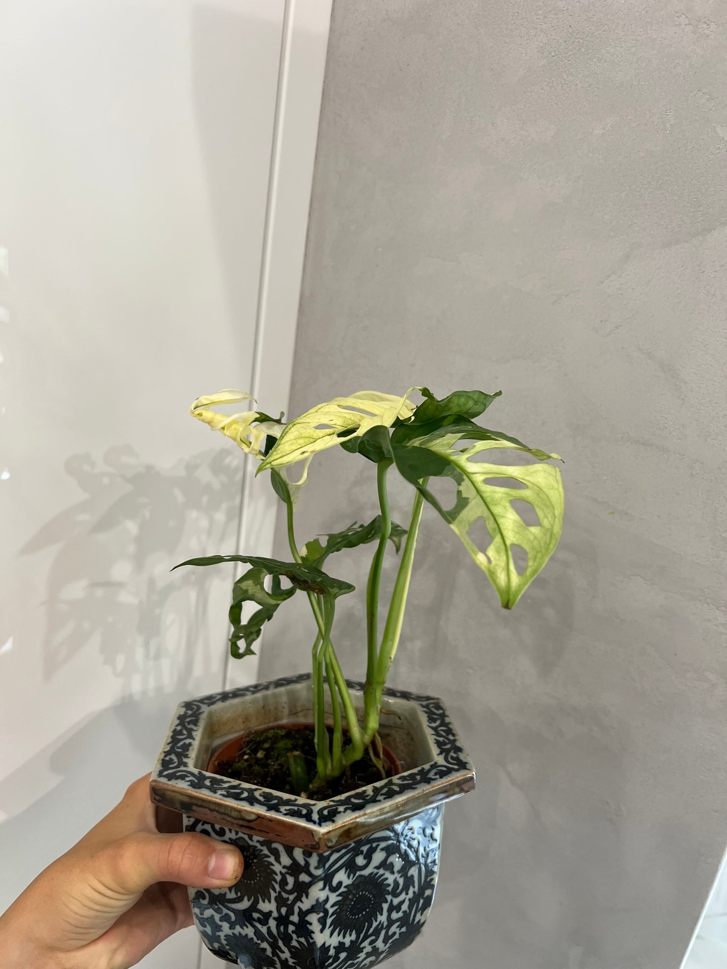Monstera adansonii albo