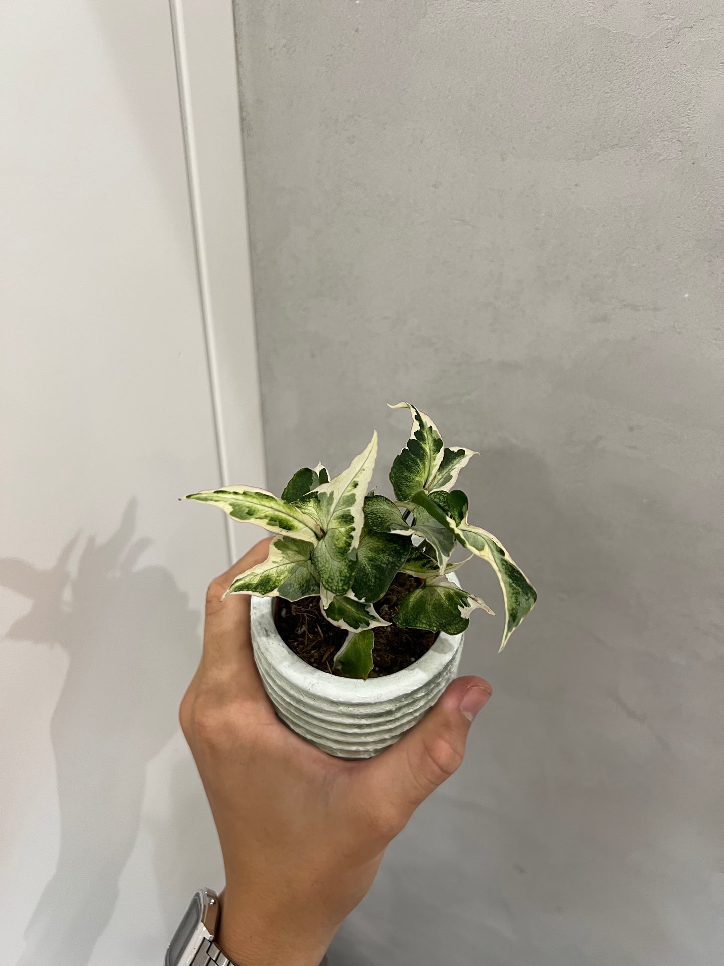 Syngonium Starlite