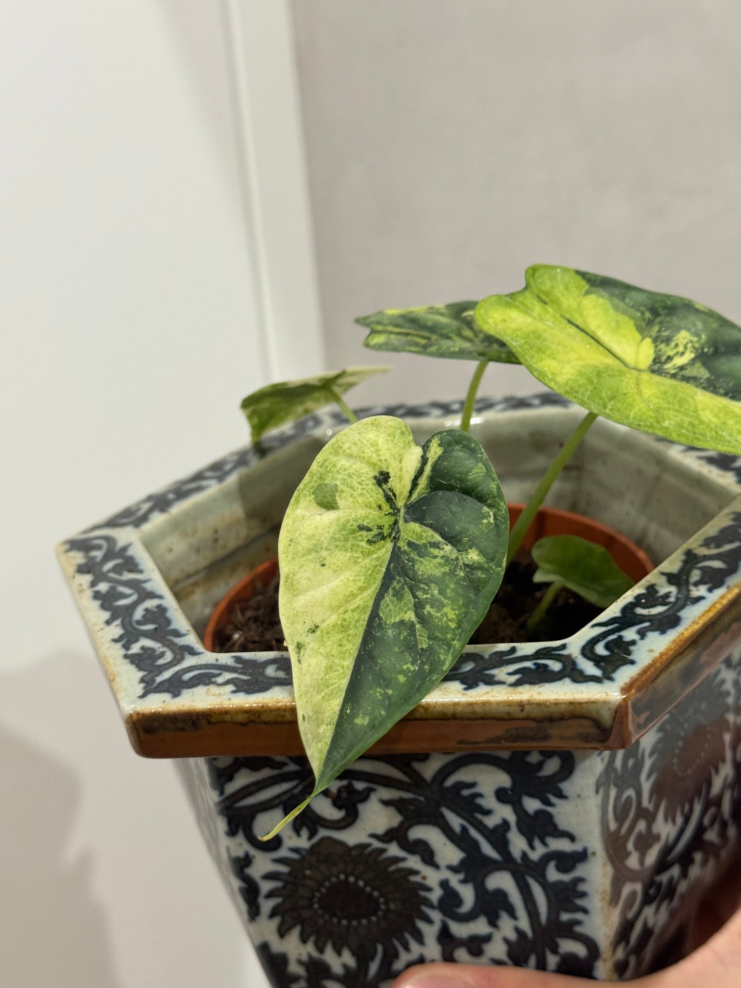 Alocasia dragon scale variegated