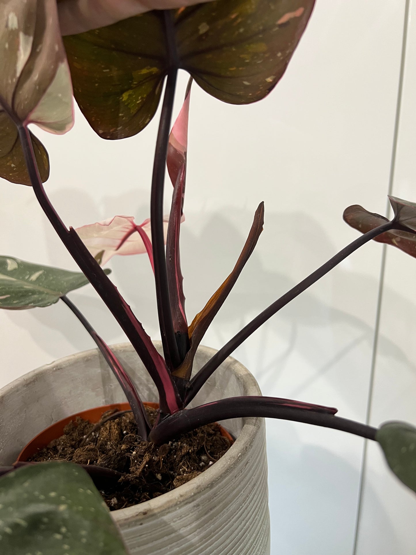 Philodendron red anderson pink