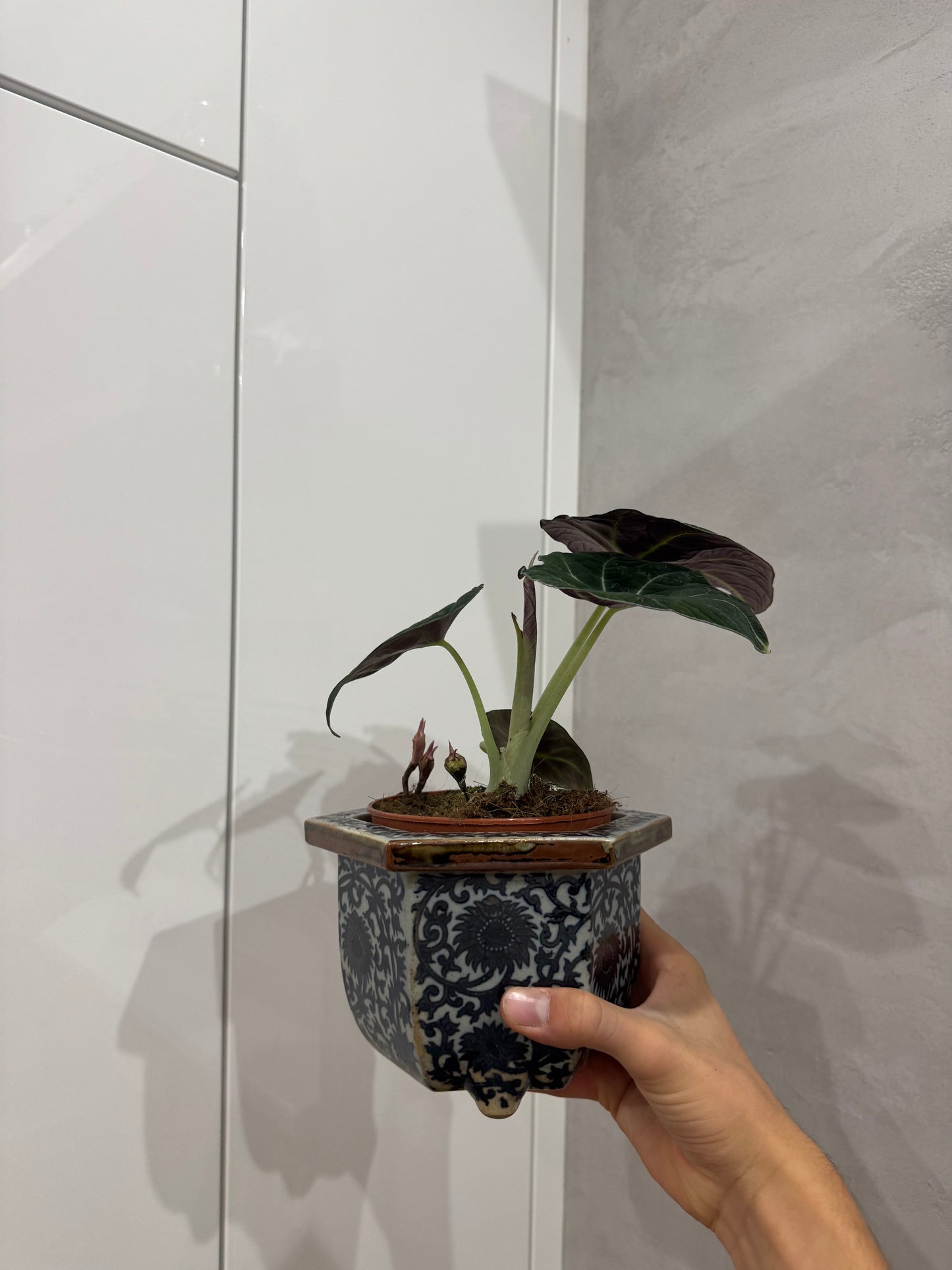 Alocasia black velvet