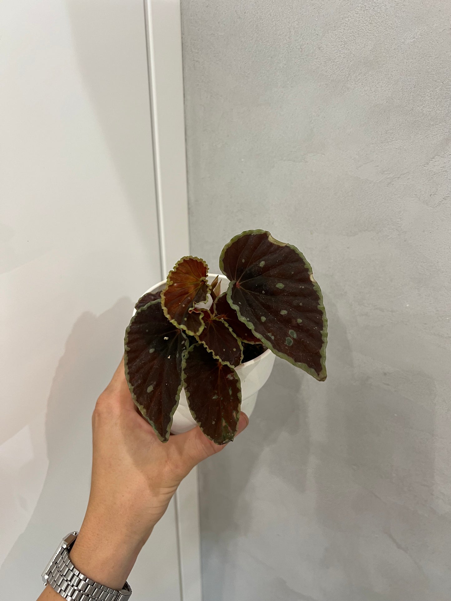 Begonia leaf
Darthvaderiana Green
Spots