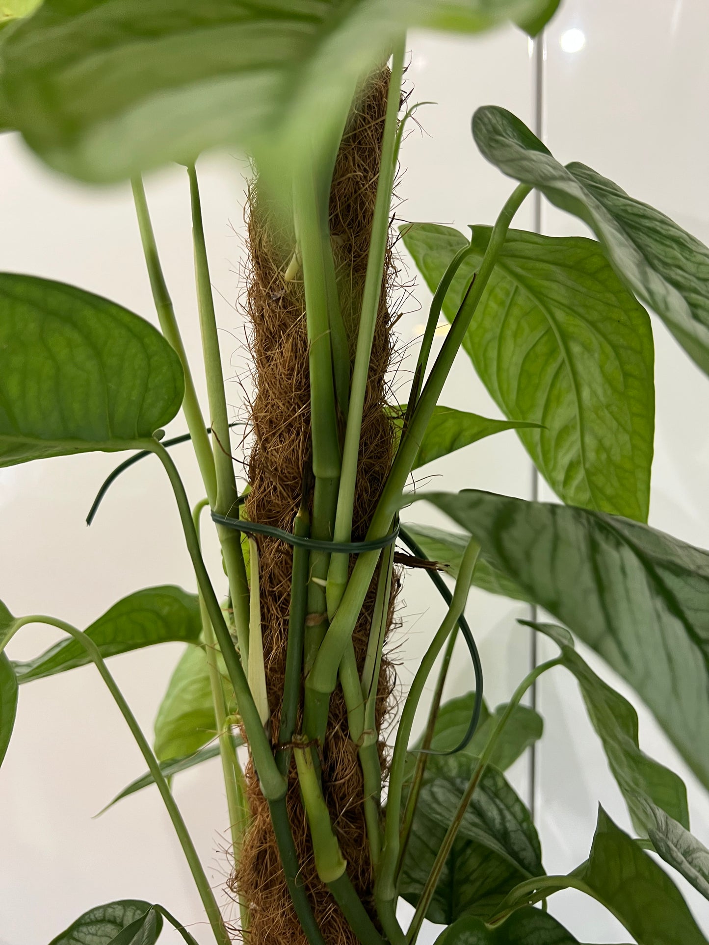 Monstera siltapecana el salvador