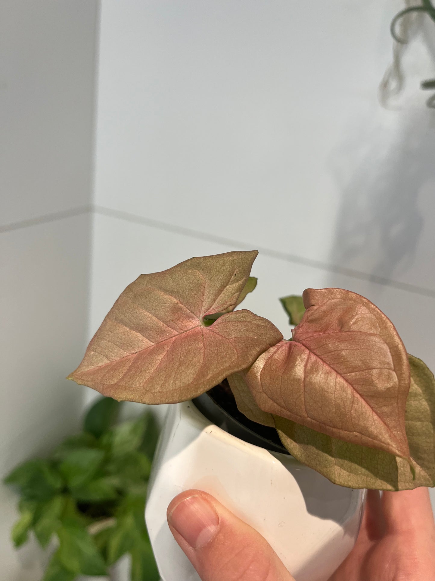 Syngonium pink(mini)