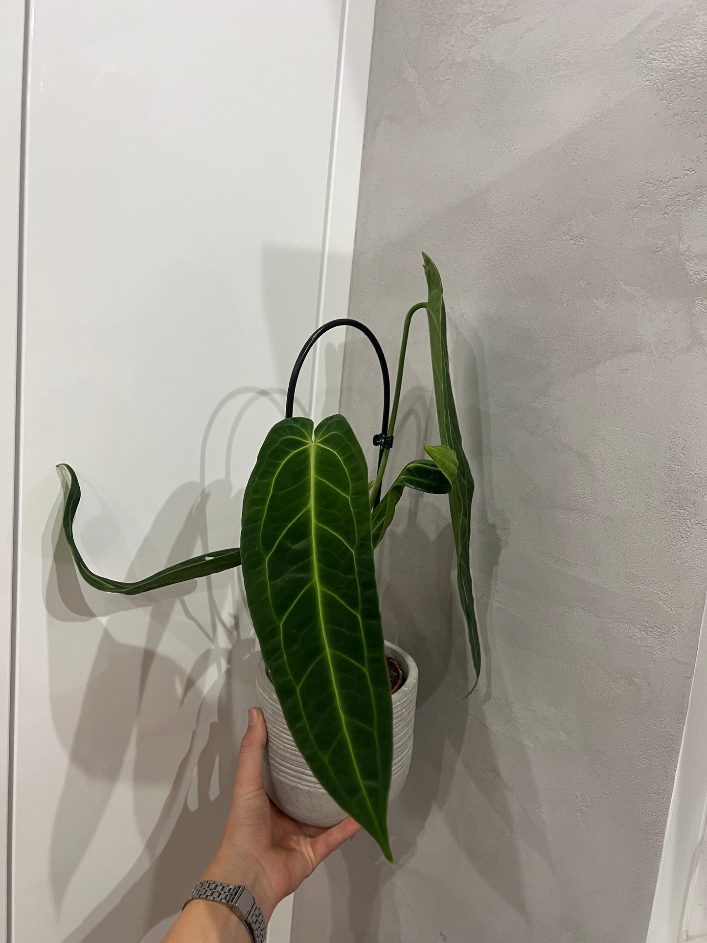 Anthurium warocqueanum