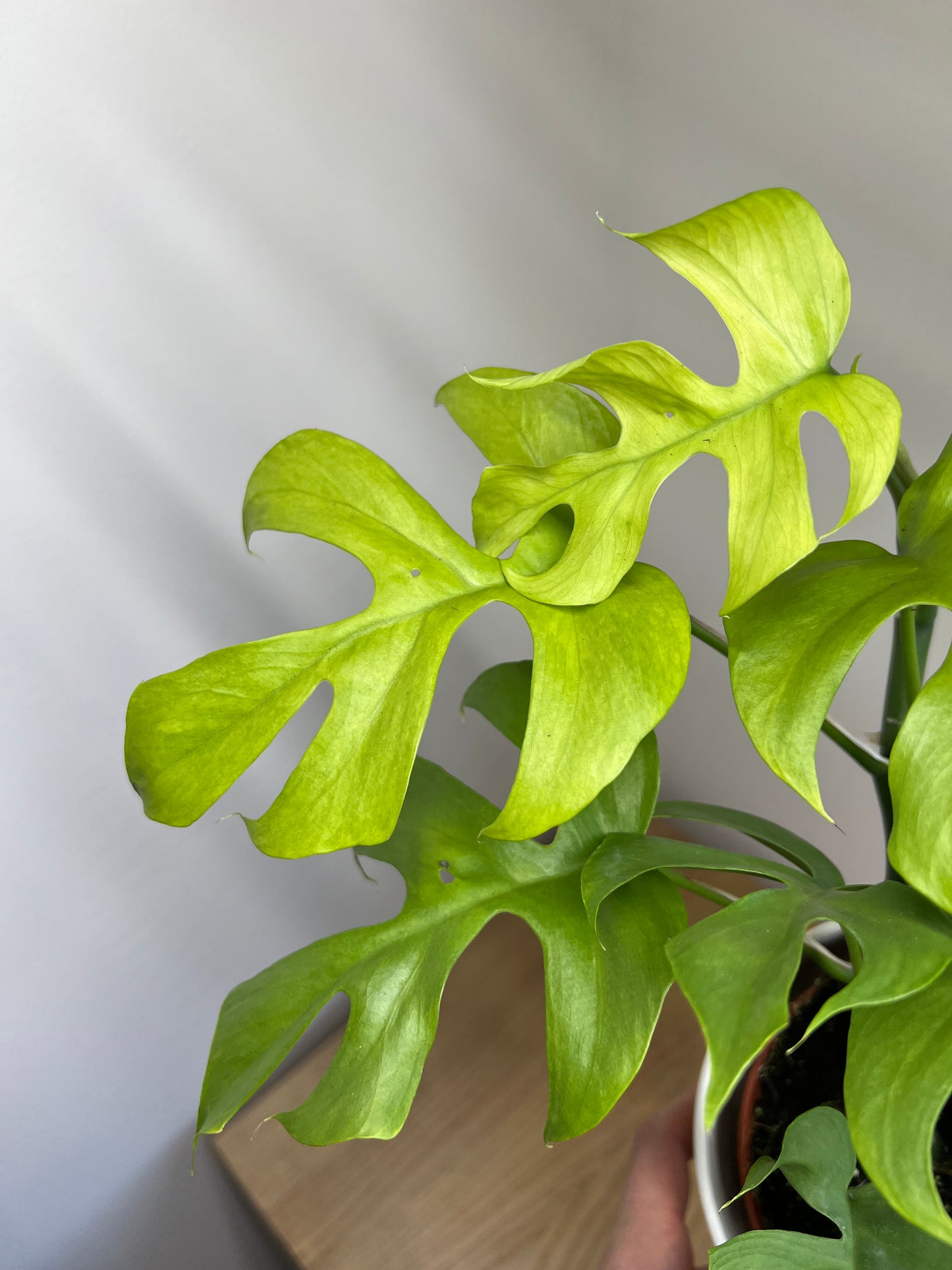 Rhaphidophora tetrasperma goldrush