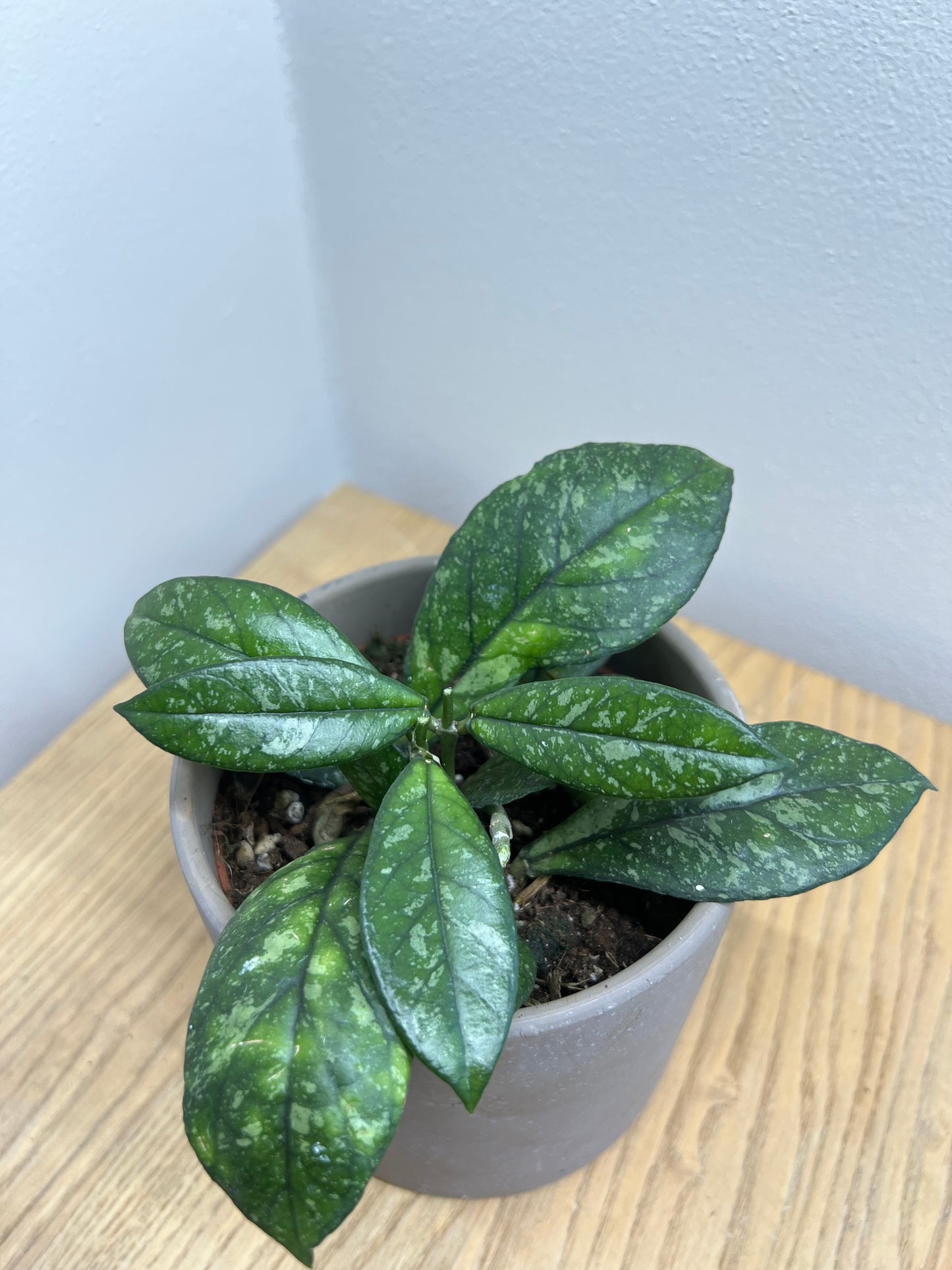 Hoya carnosa Stardust