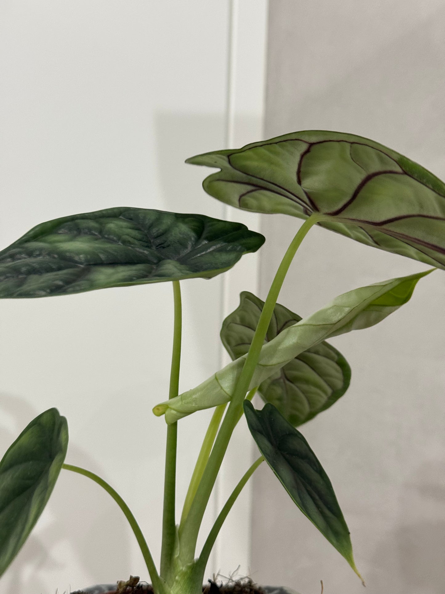 Alocasia dragon scale