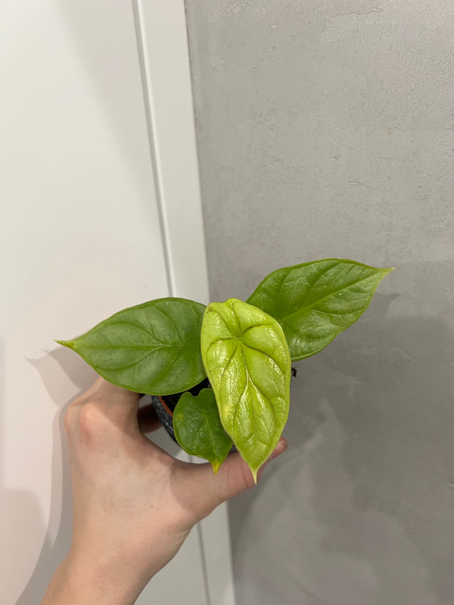 Alocasia drogon scale gold