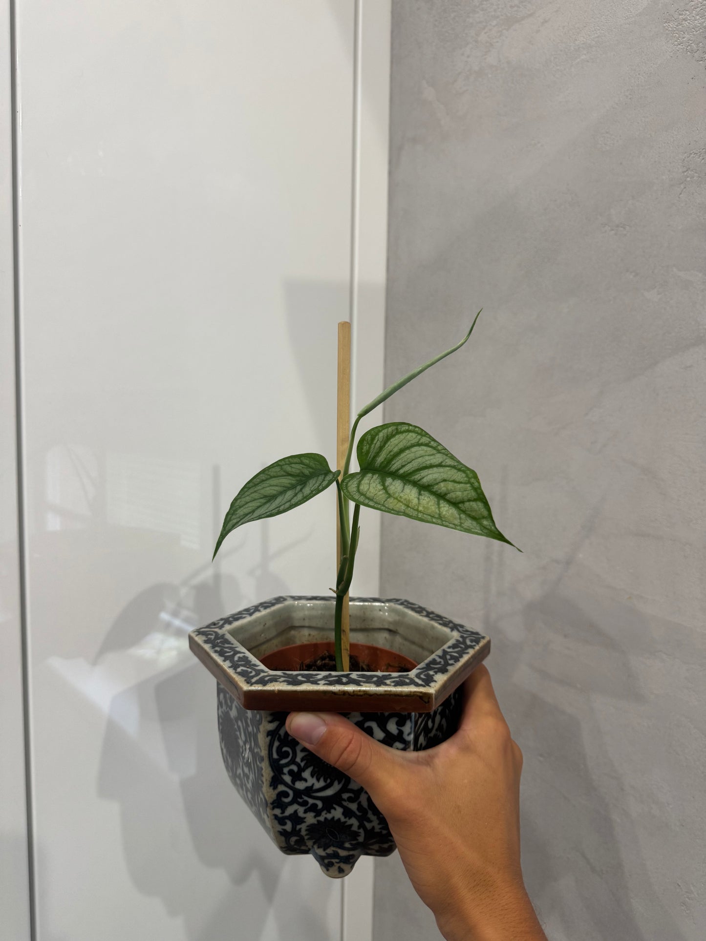 Monstera siltepecana el Salvador