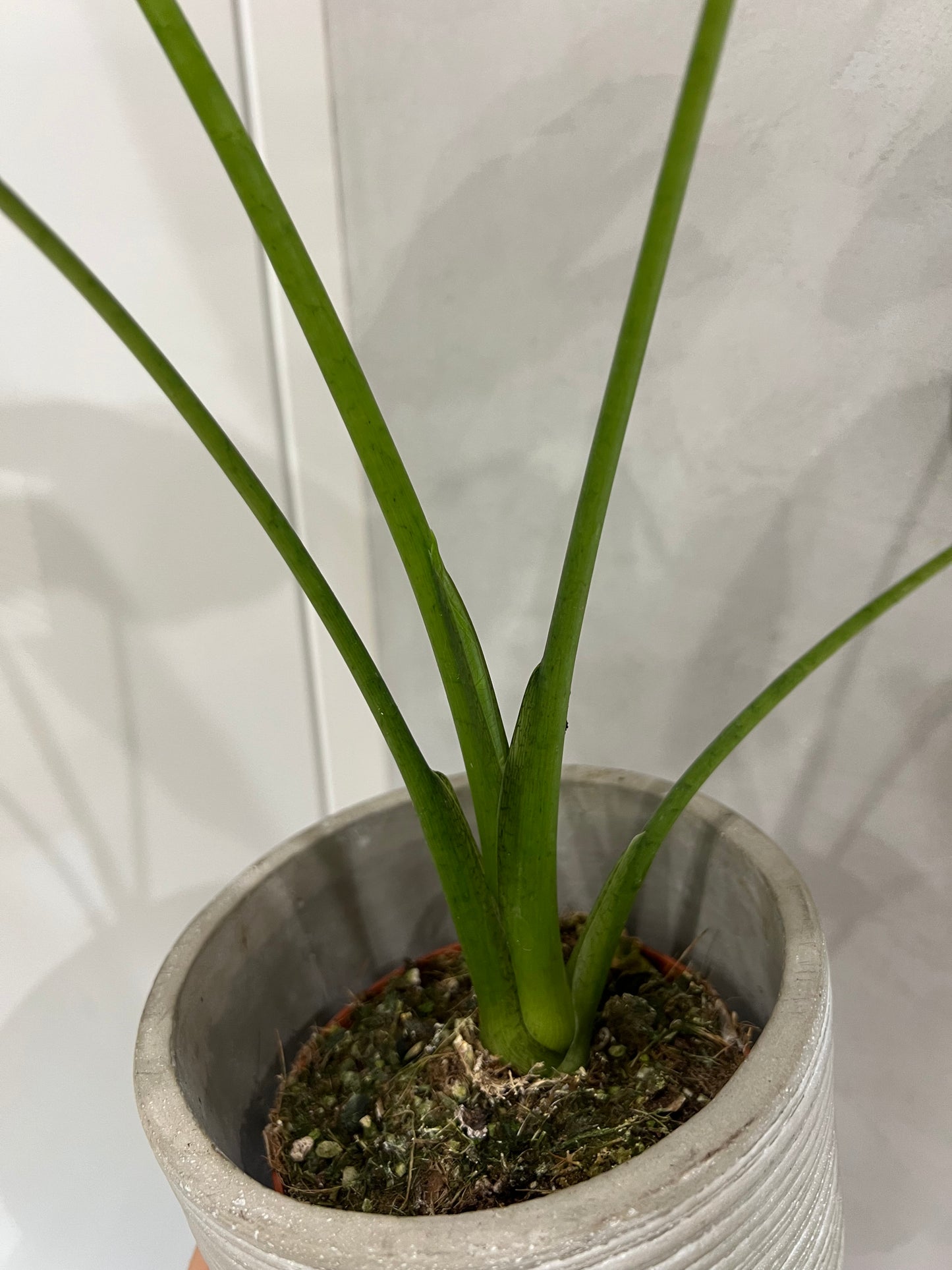 Alocasia frydek round form