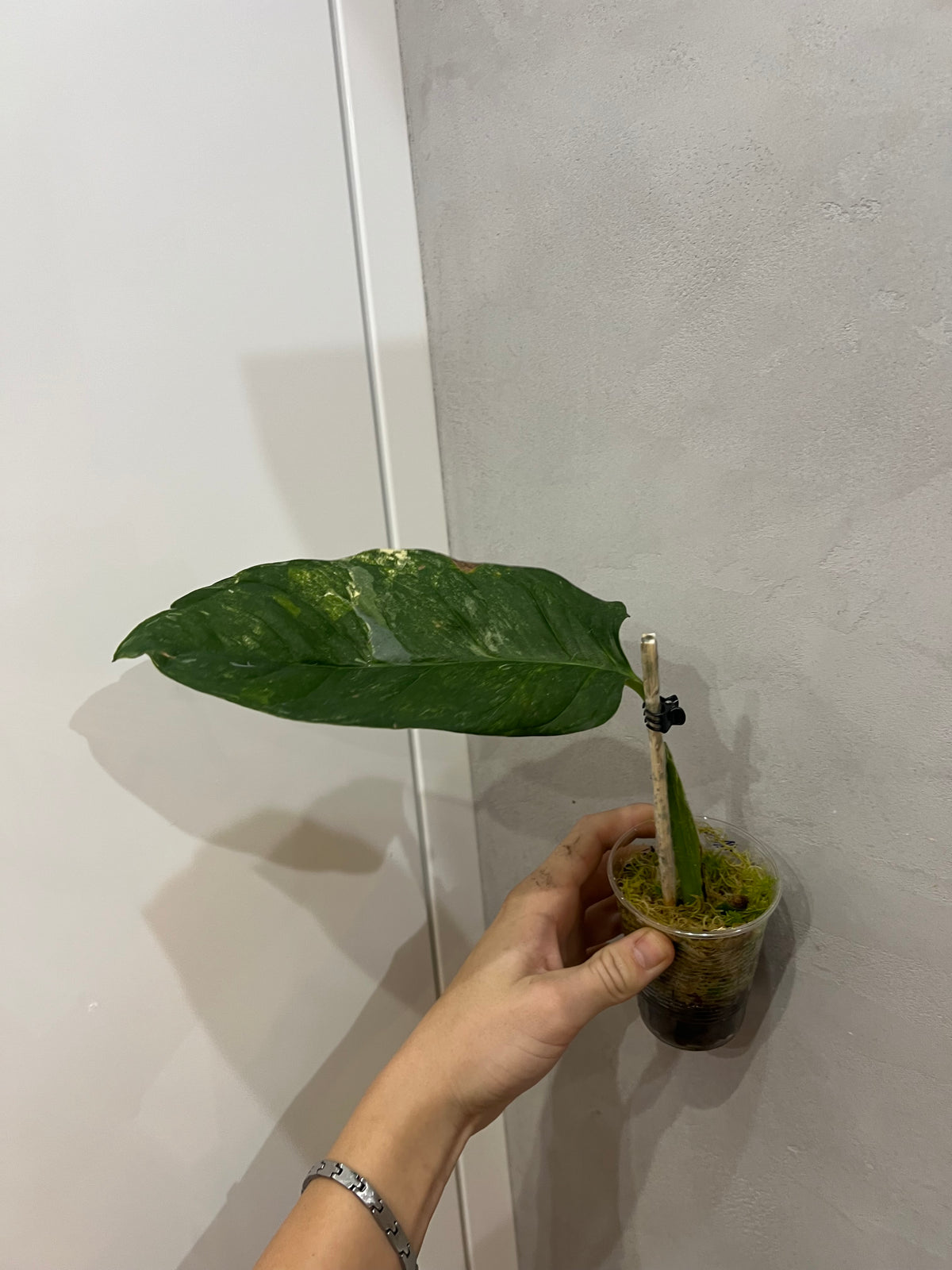 Monstera Obliqua Mayuna variegated