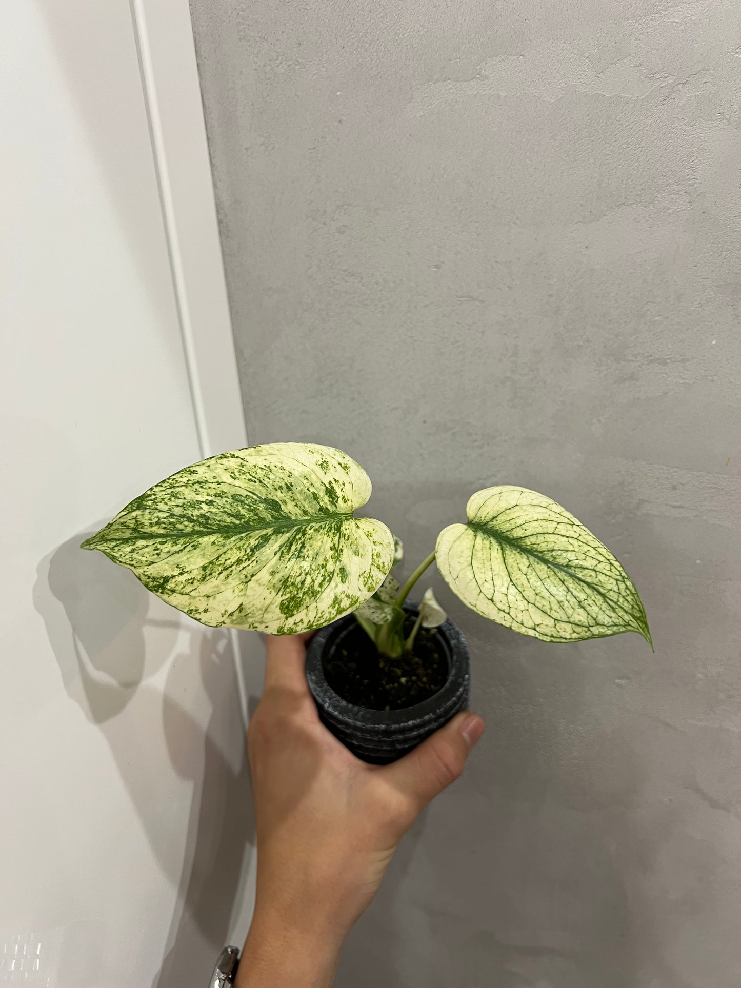 Monstera del. mint