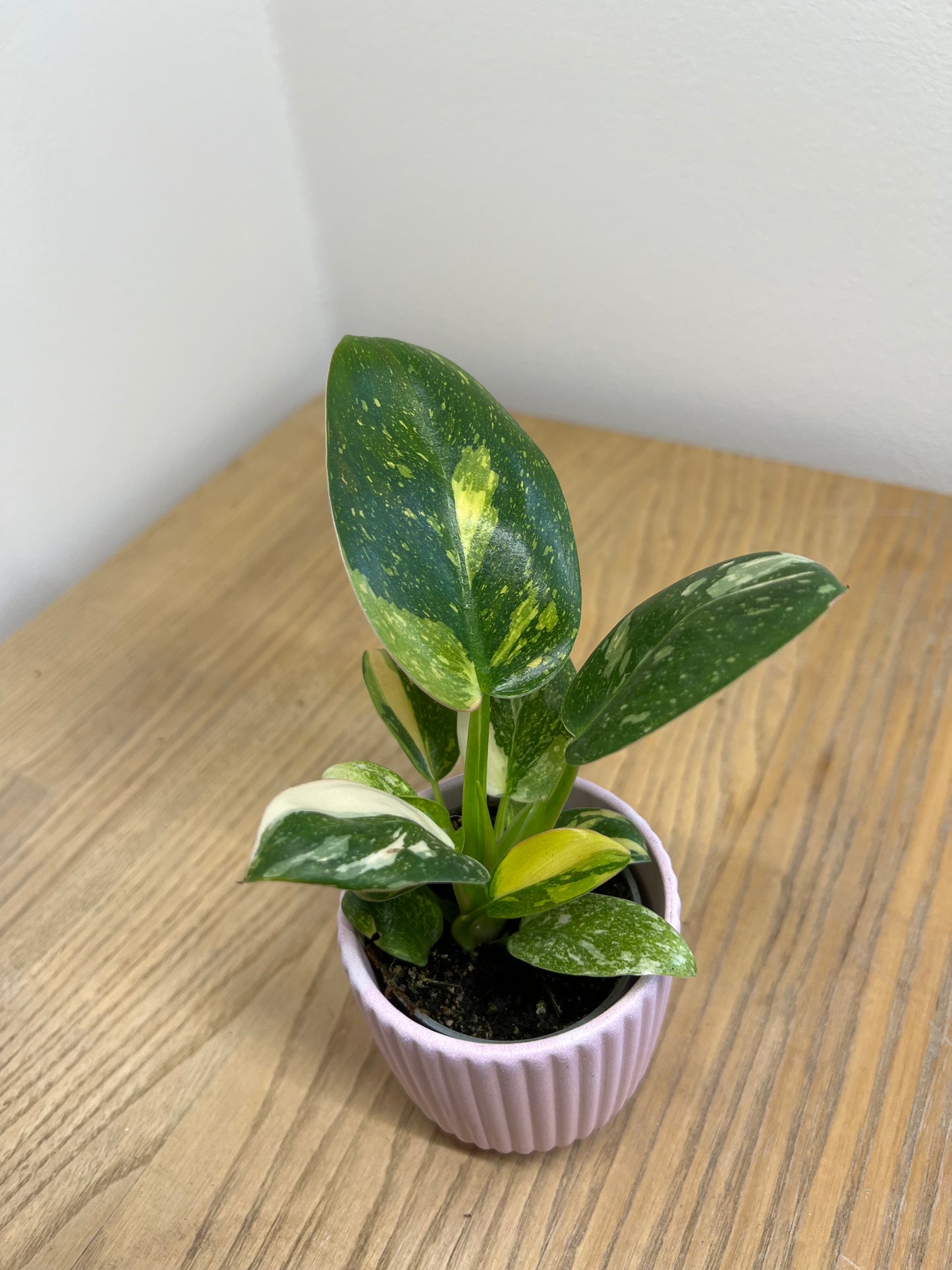 Philodendron green congo variegata