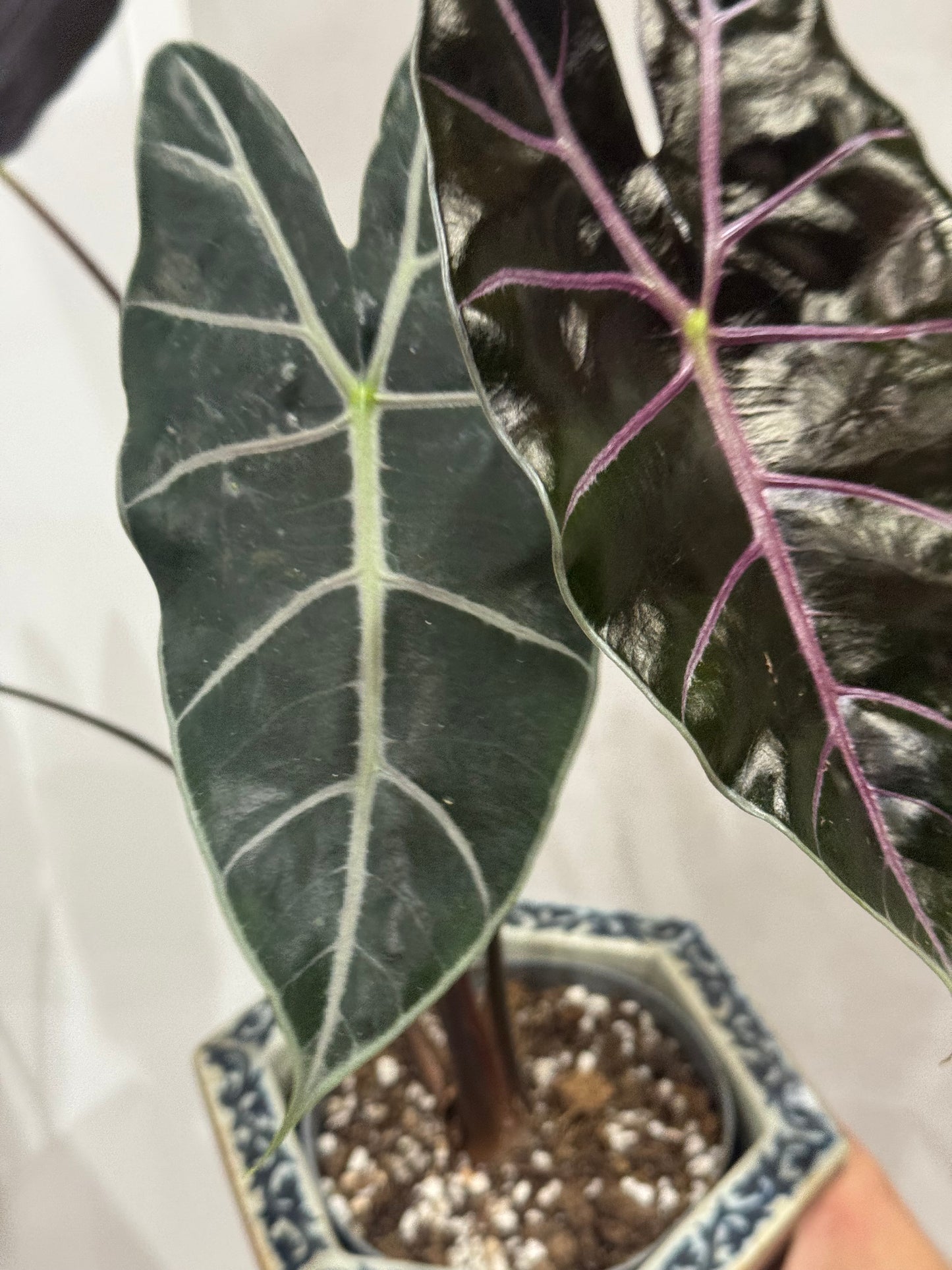 Alocasia purple vien