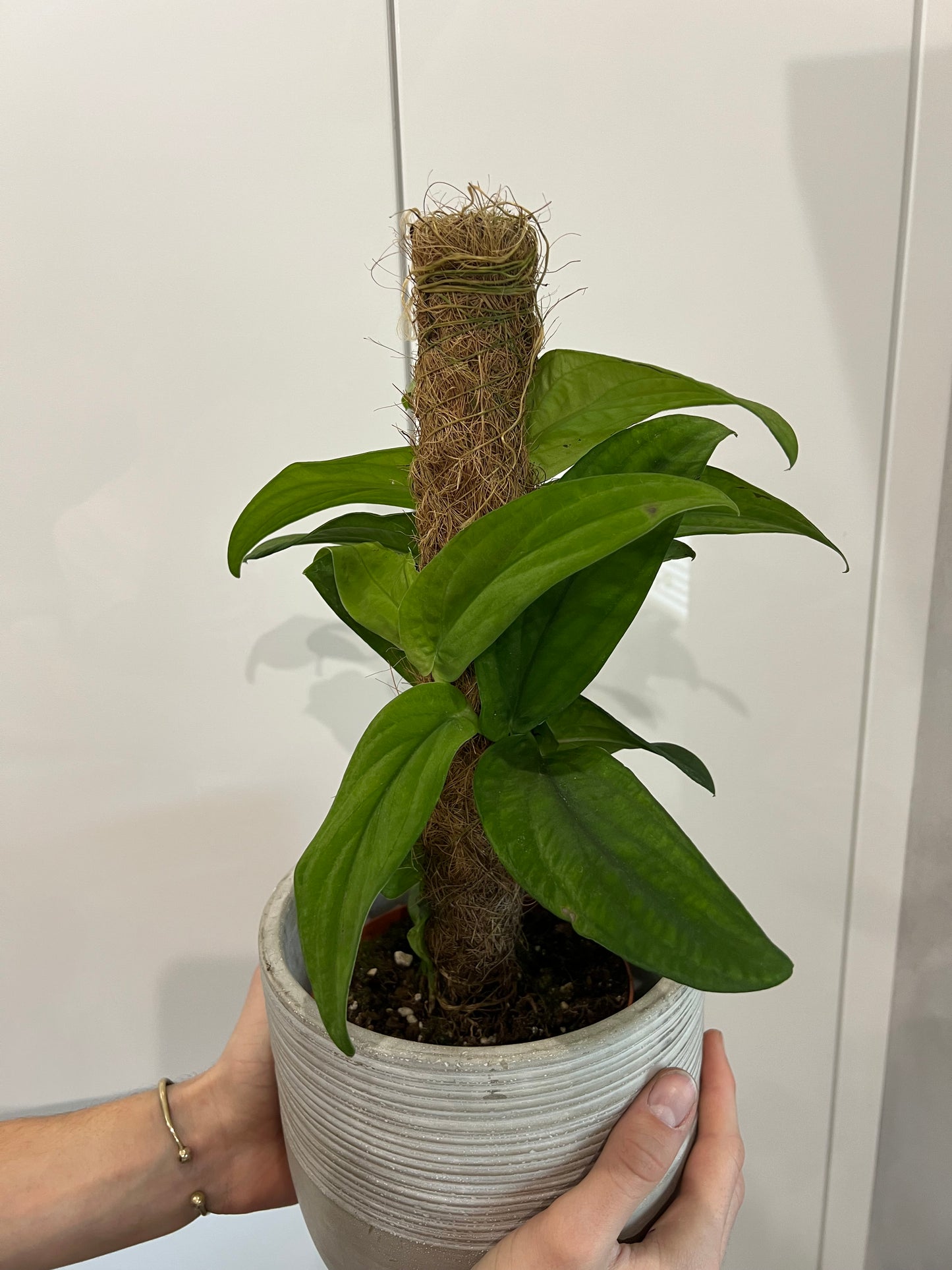 Rhaphidophora korthalsii