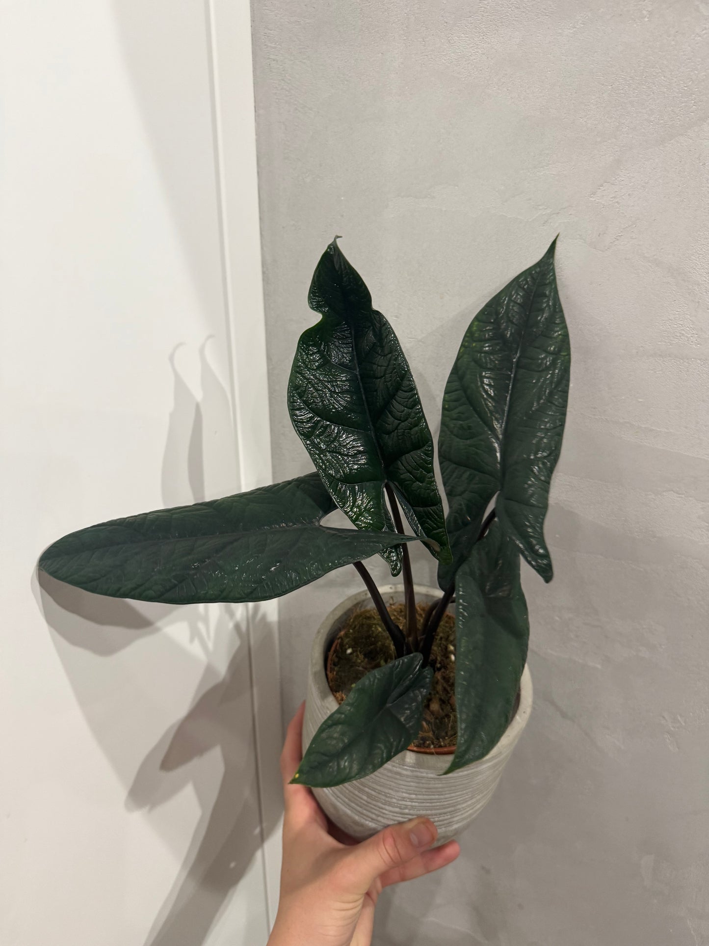 Alocasia scalprum