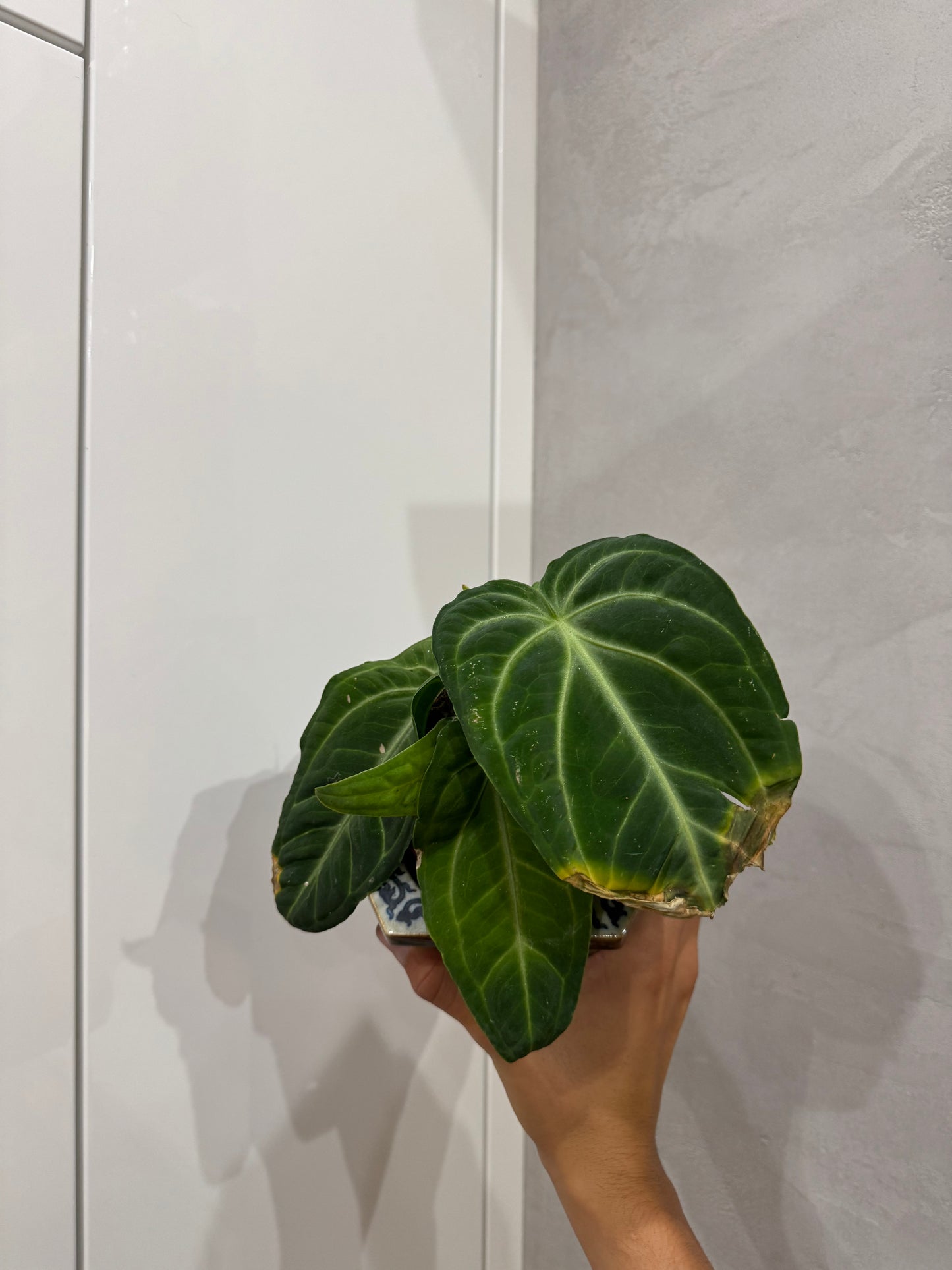 Anthurium villenaorum