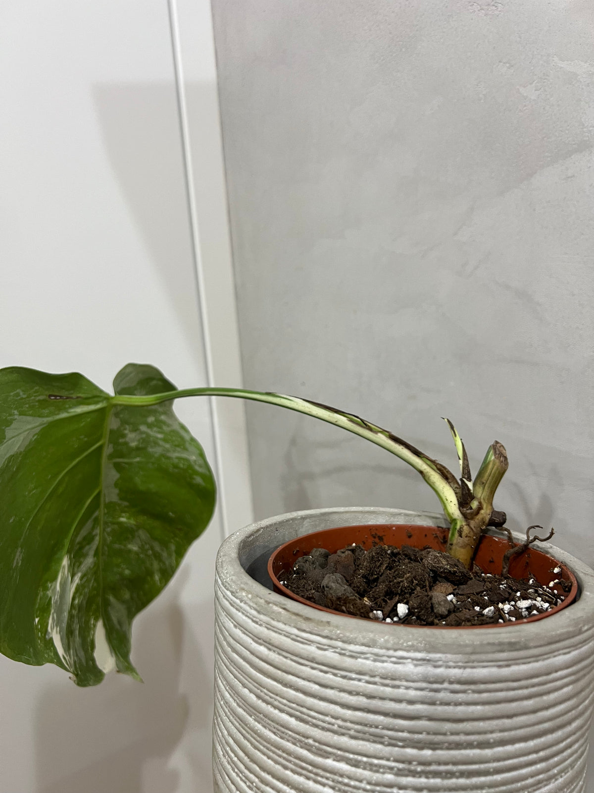 Monstera albo