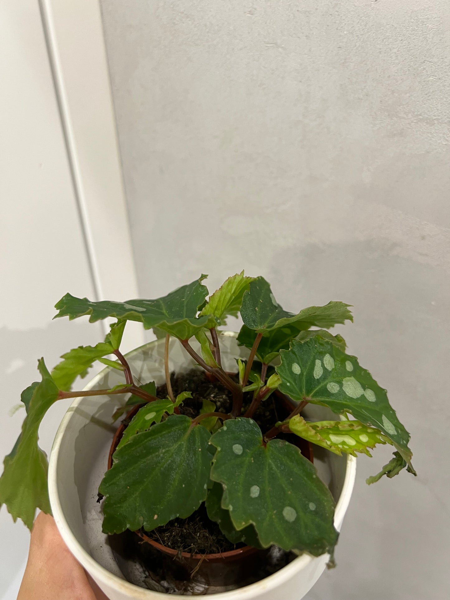 Begonia blad Maculata Sherwood Forest