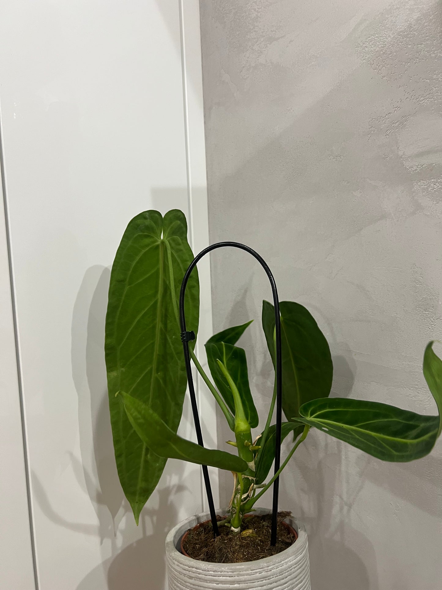 Anthurium warocqueanum