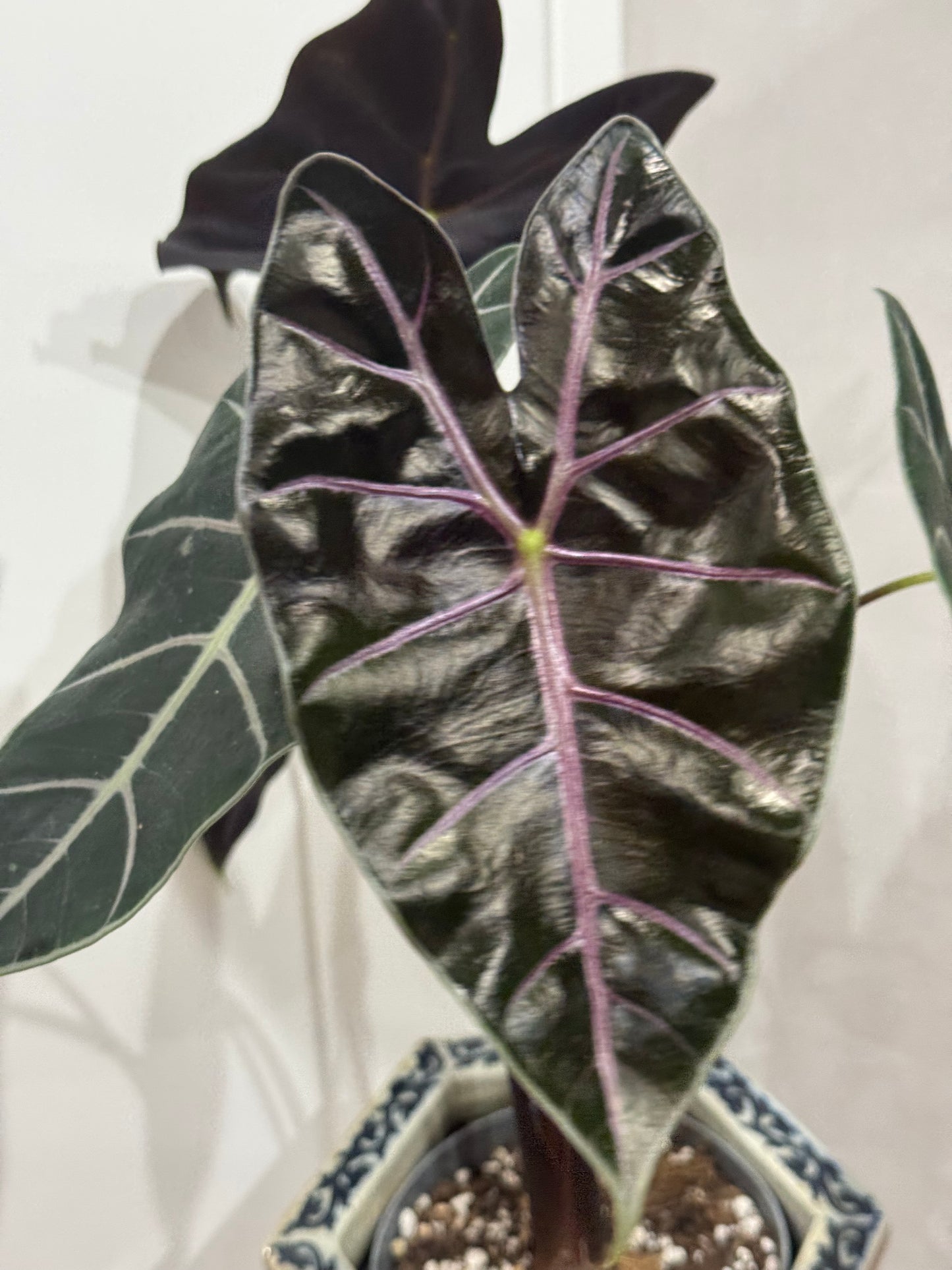 Alocasia purple vien
