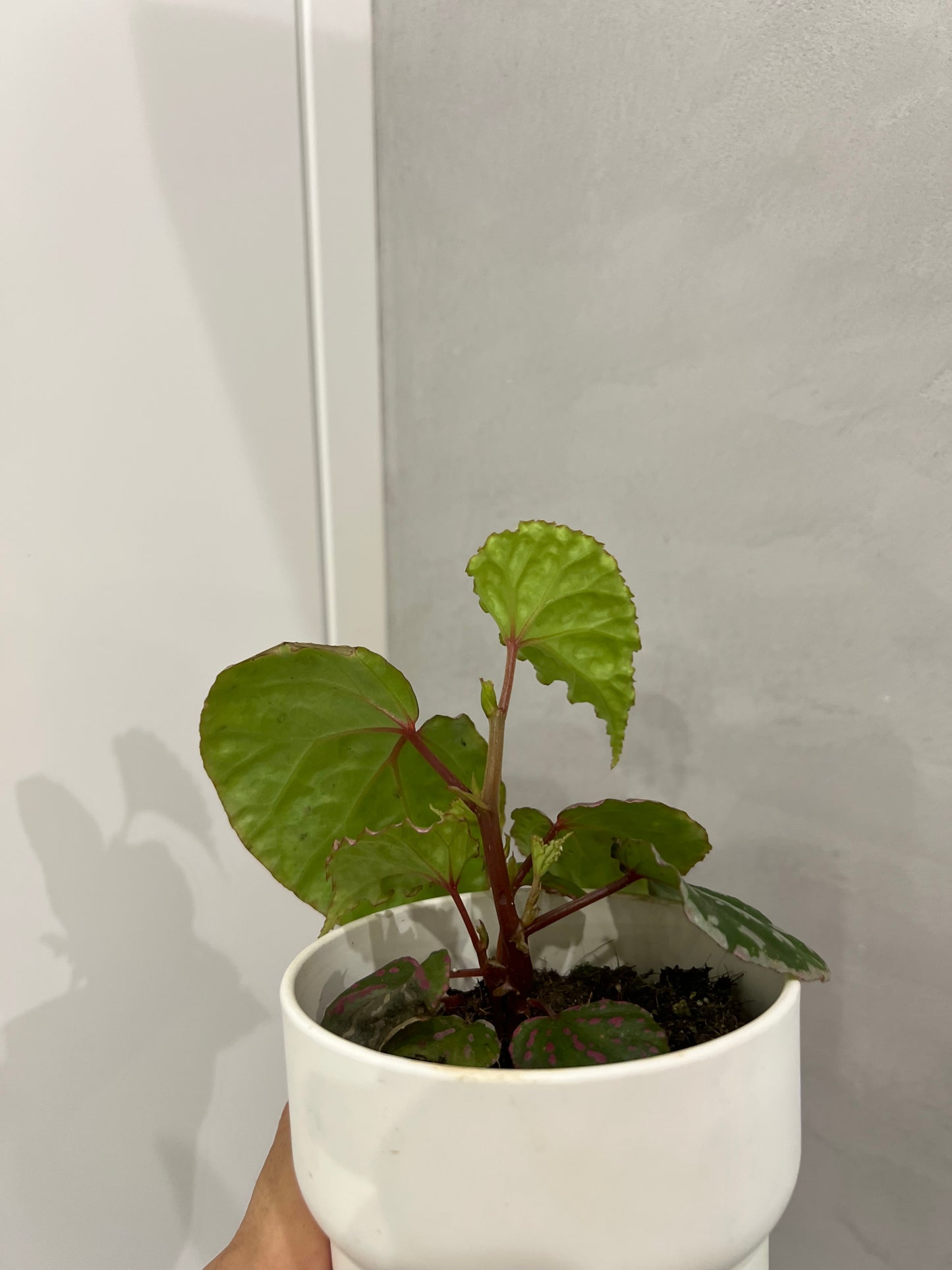 Begonia Temuyuk Silver