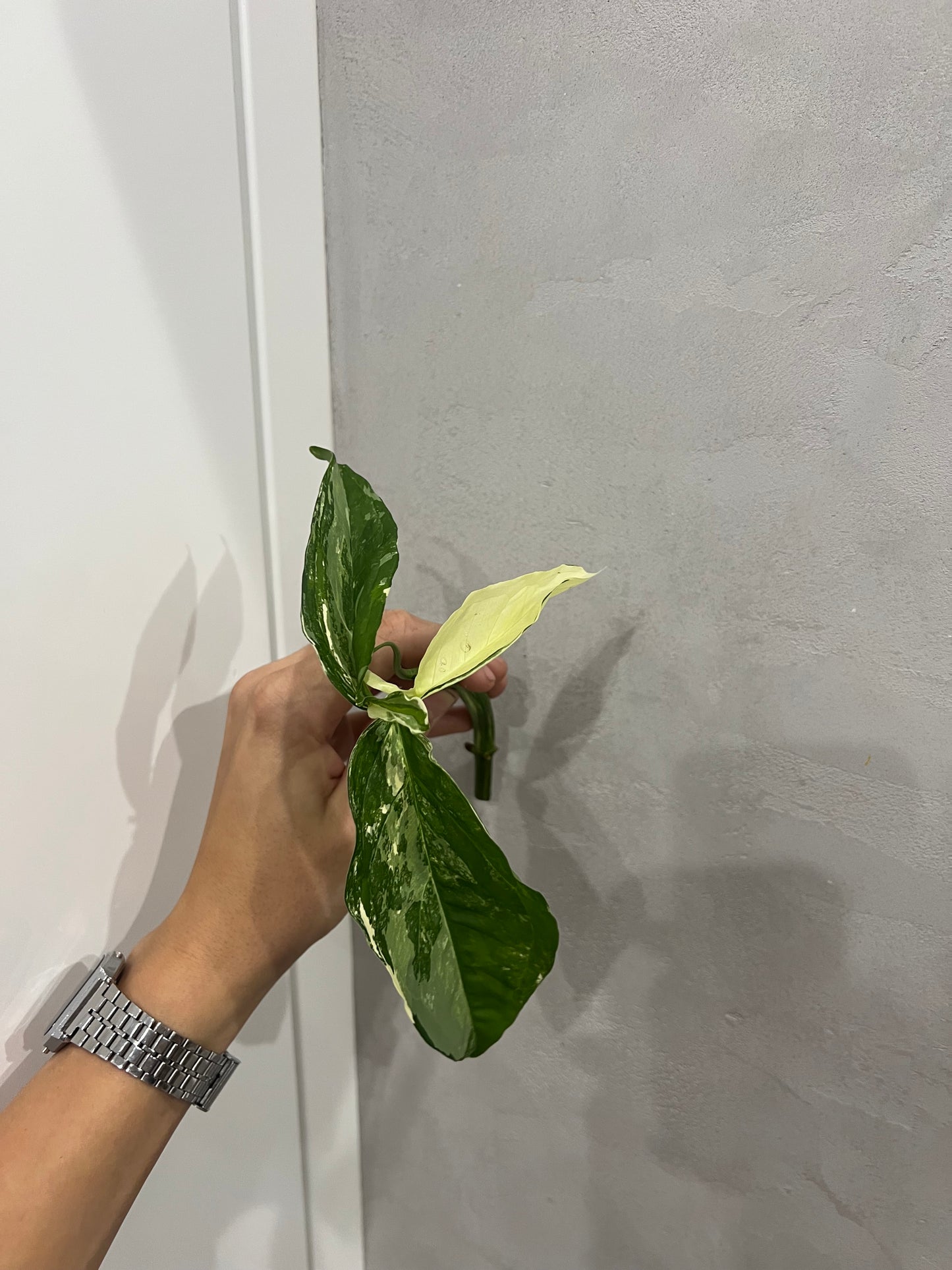 Syngonium albo
