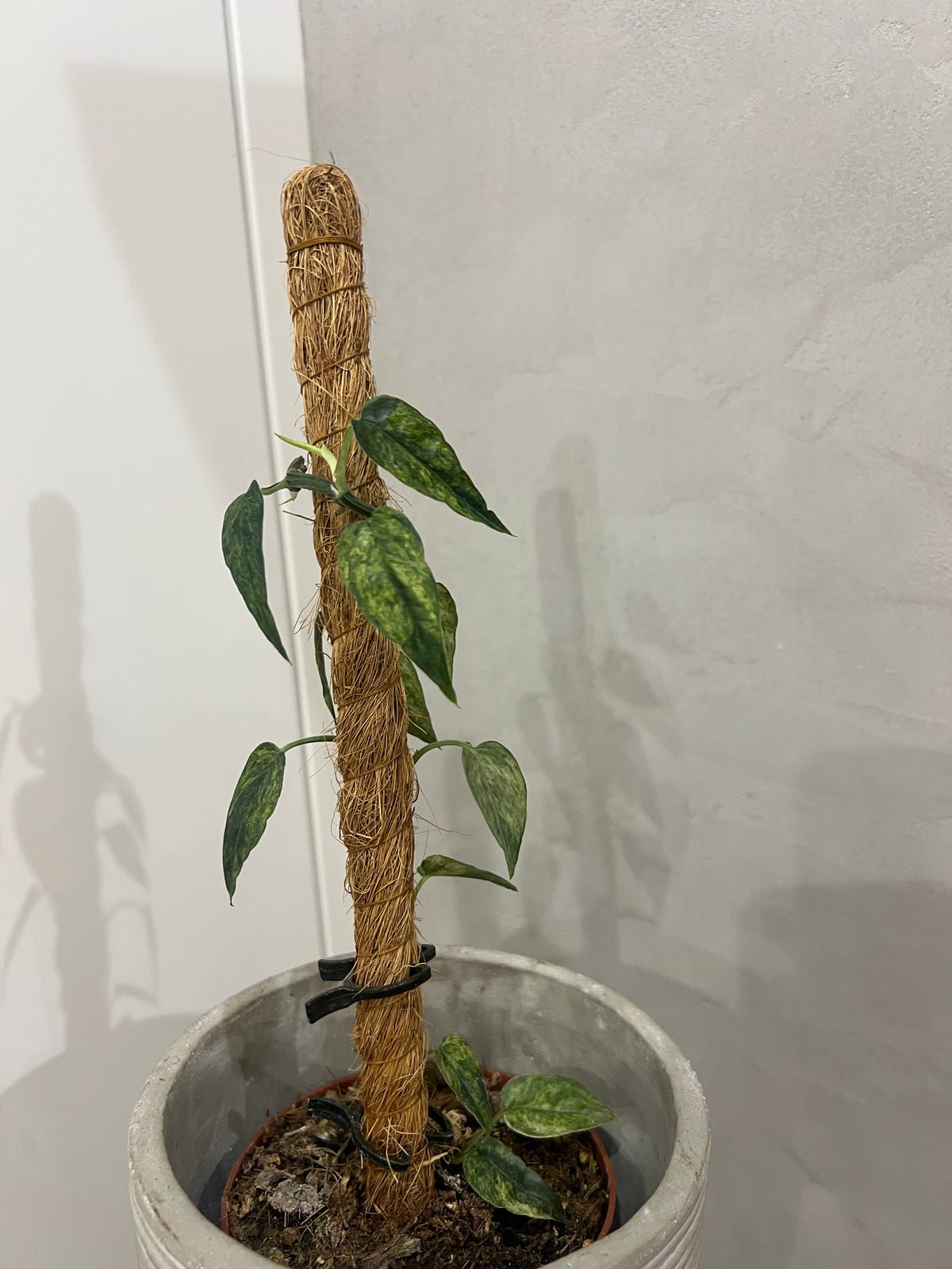 Epipremnum pinnatum yellow mint variegated