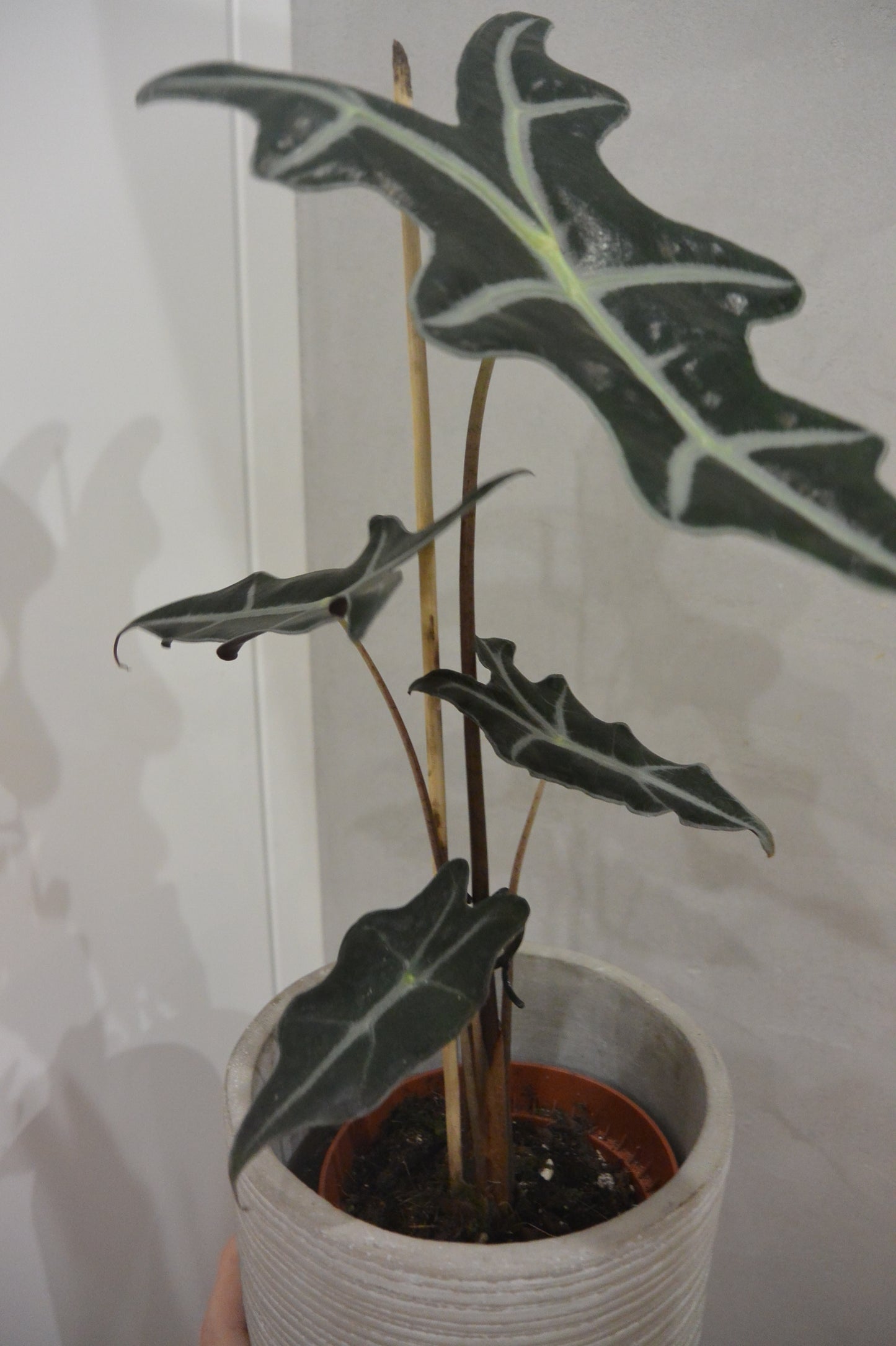 alocasia nobilis