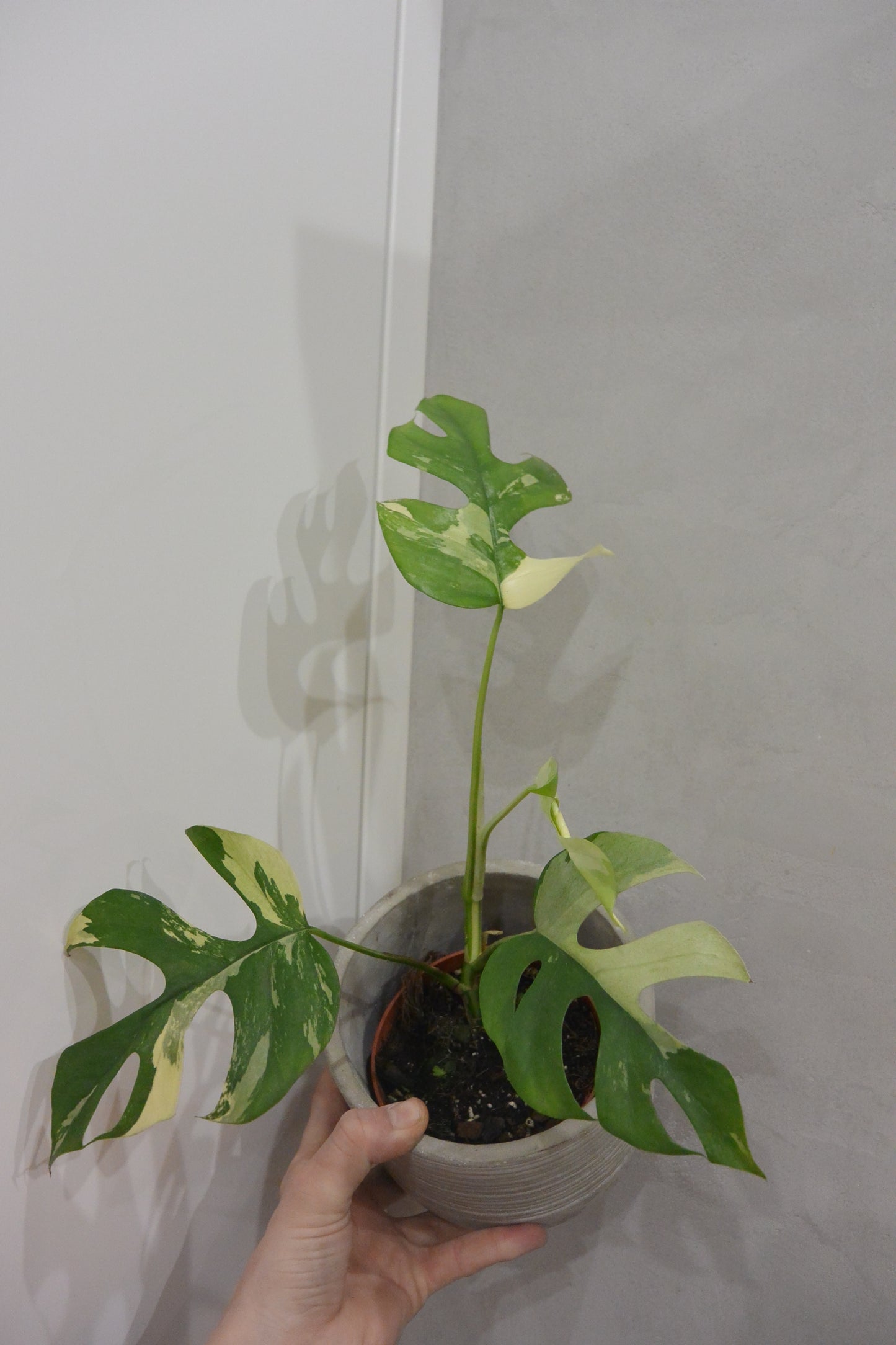 rhaphidophora tetrasperma variegate