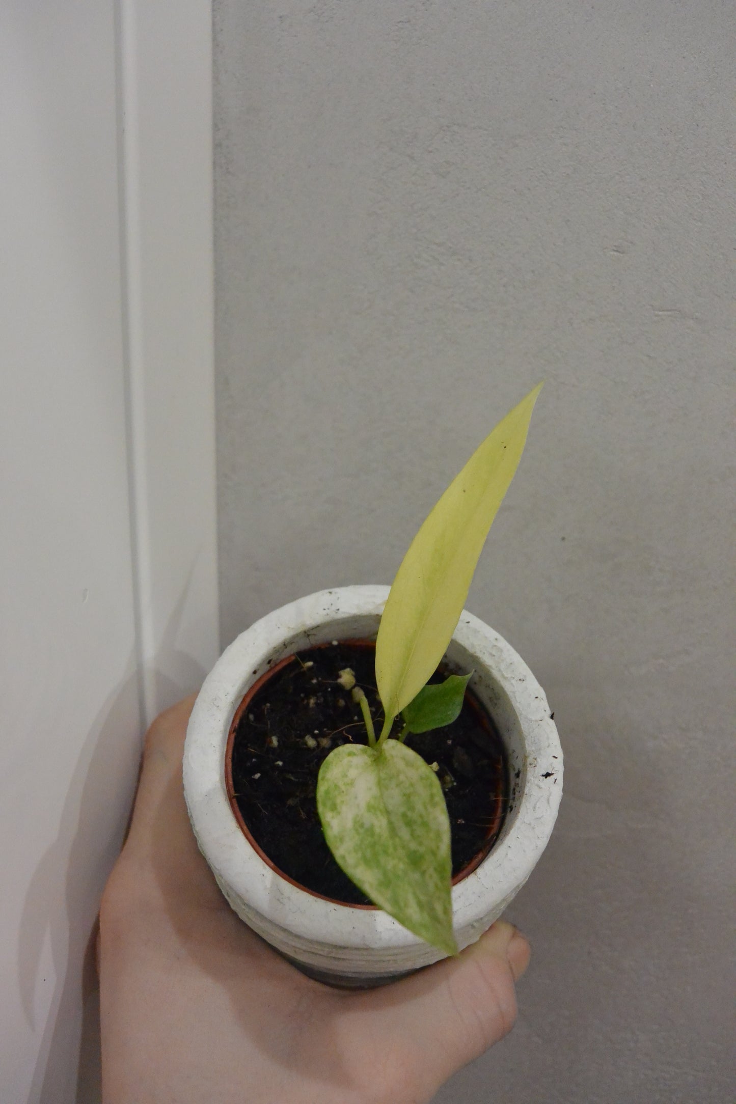Anthurium Vittarifolium variegated