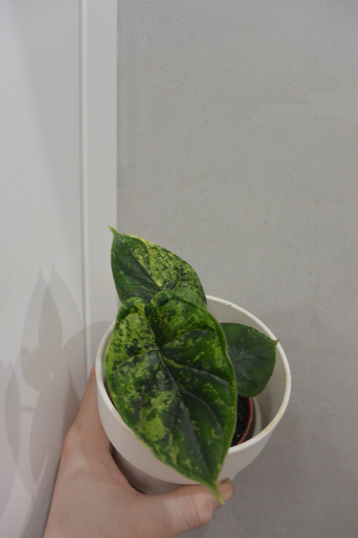 Alocasia 'Dragon Scale Mint'