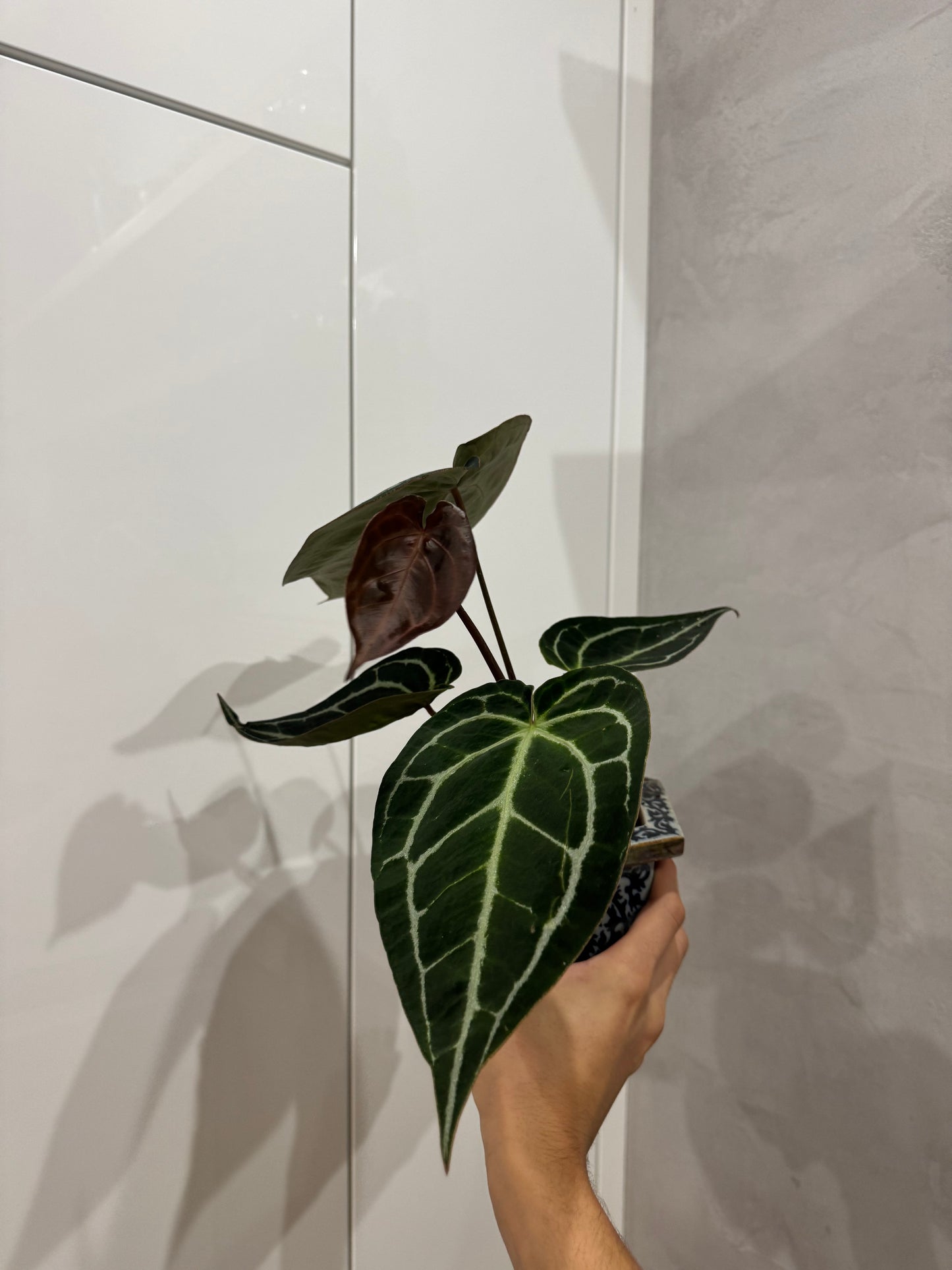 Anthurium crystallinum dark